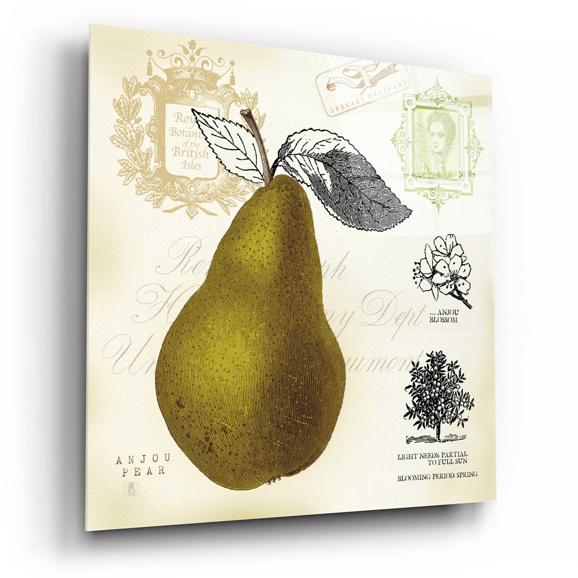 Epic Art 'Pear Notes' by Studio Mousseau, Acrylic Glass Wall Art,12x12