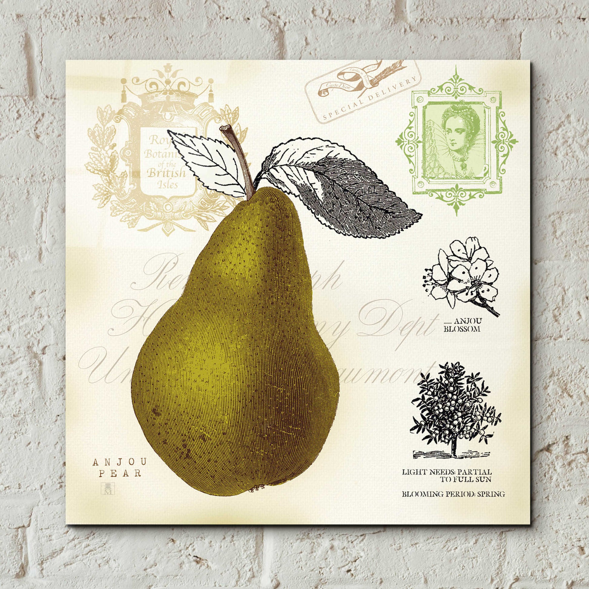 Epic Art 'Pear Notes' by Studio Mousseau, Acrylic Glass Wall Art,12x12