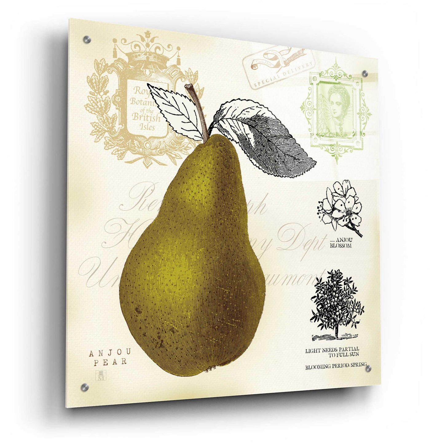 Epic Art 'Pear Notes' by Studio Mousseau, Acrylic Glass Wall Art,24x24