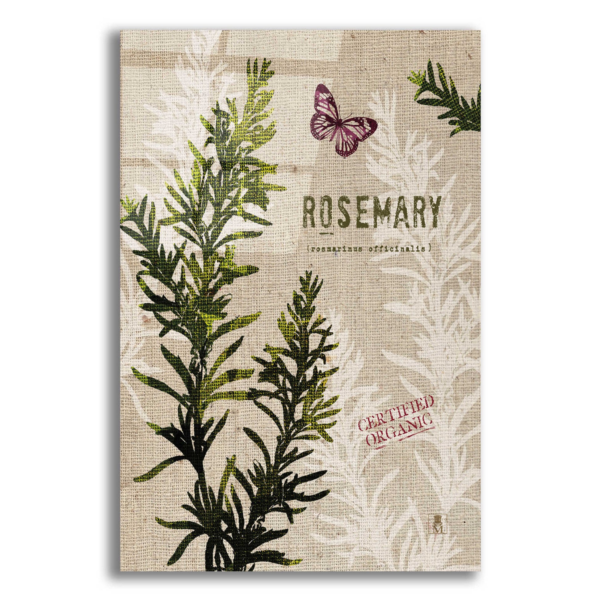 Epic Art 'Organic Rosemary' by Studio Mousseau, Acrylic Glass Wall Art