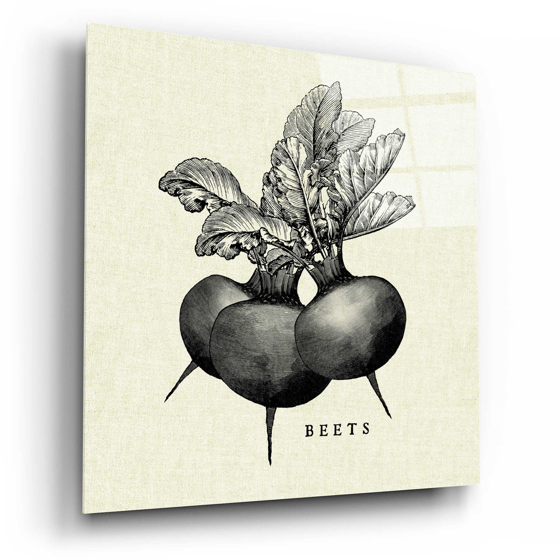 Epic Art 'Linen Vegetable BW Sketch Beets' by Studio Mousseau, Acrylic Glass Wall Art,12x12