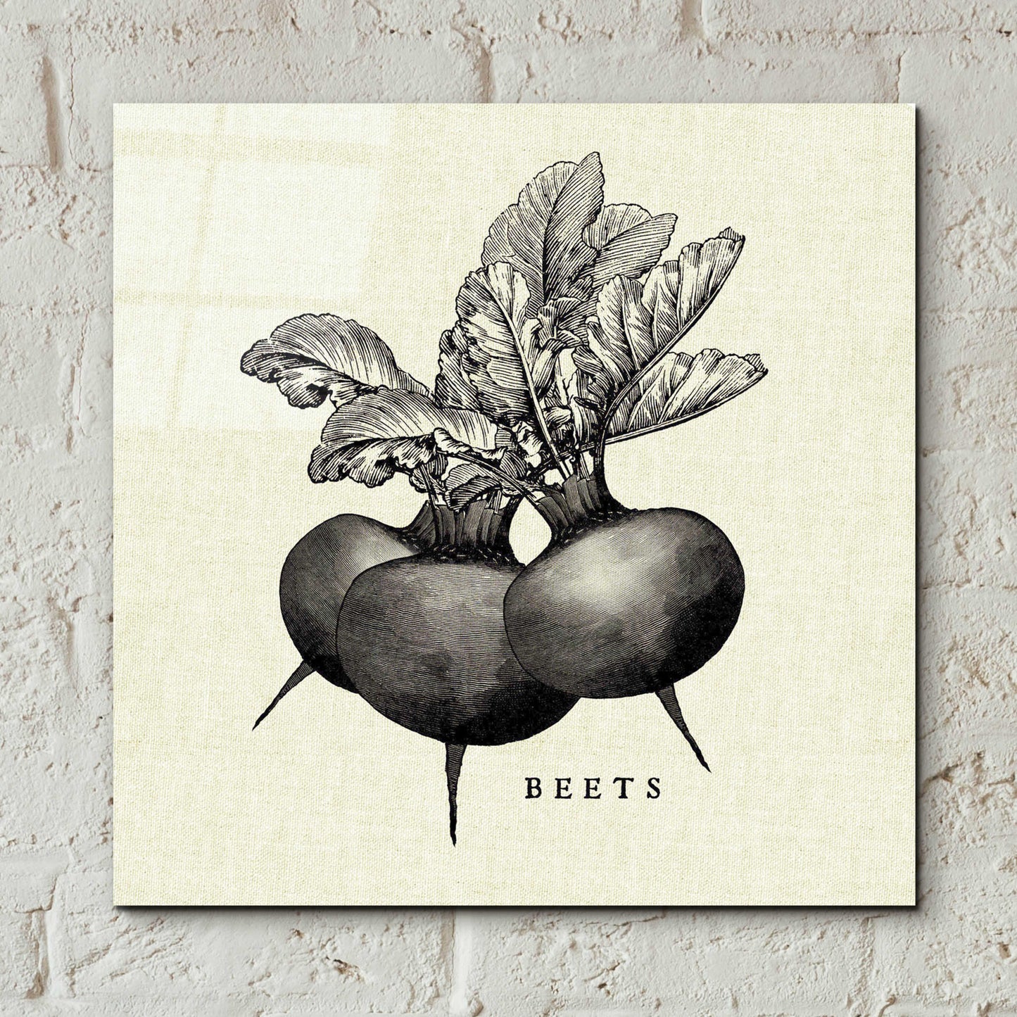 Epic Art 'Linen Vegetable BW Sketch Beets' by Studio Mousseau, Acrylic Glass Wall Art,12x12