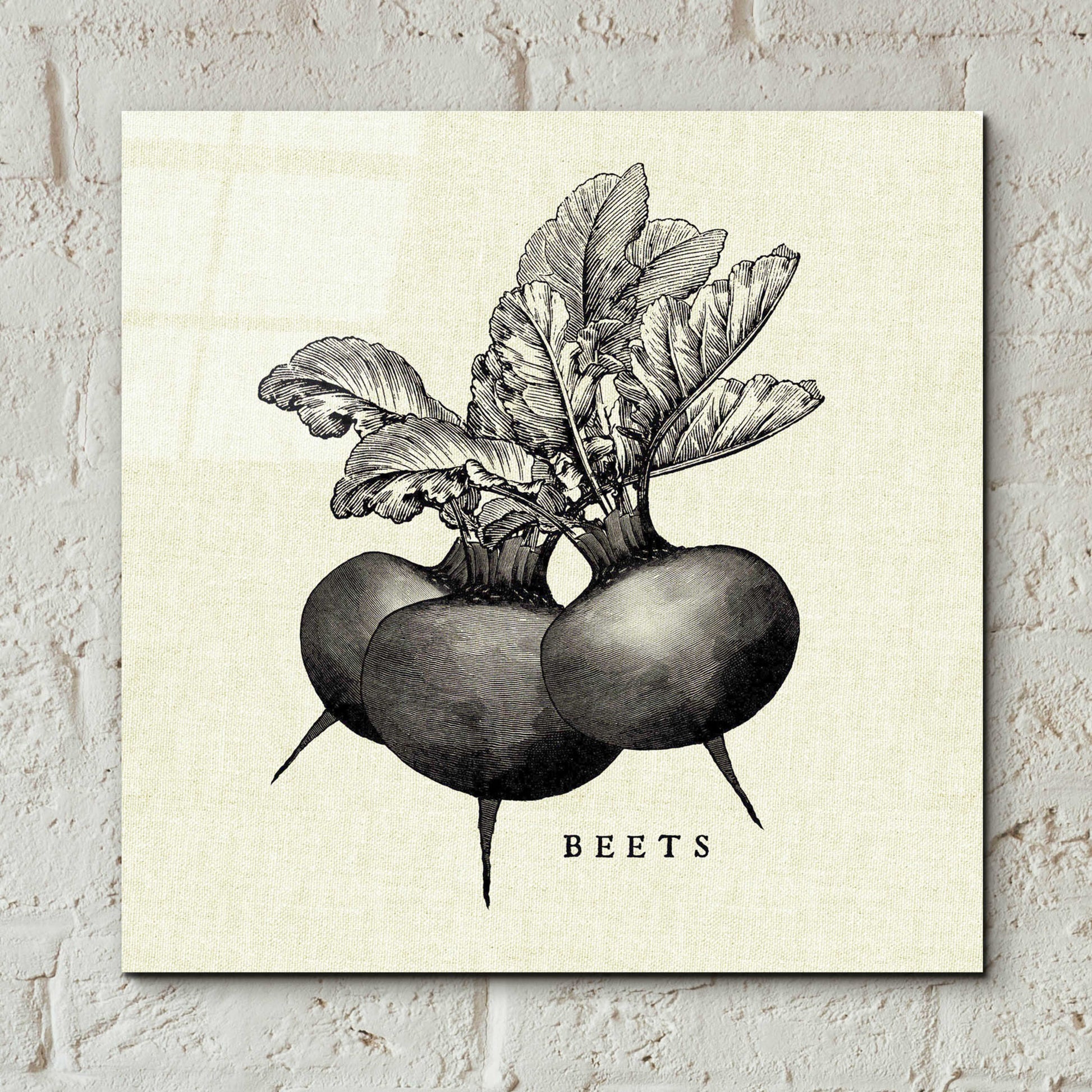 Epic Art 'Linen Vegetable BW Sketch Beets' by Studio Mousseau, Acrylic Glass Wall Art,12x12