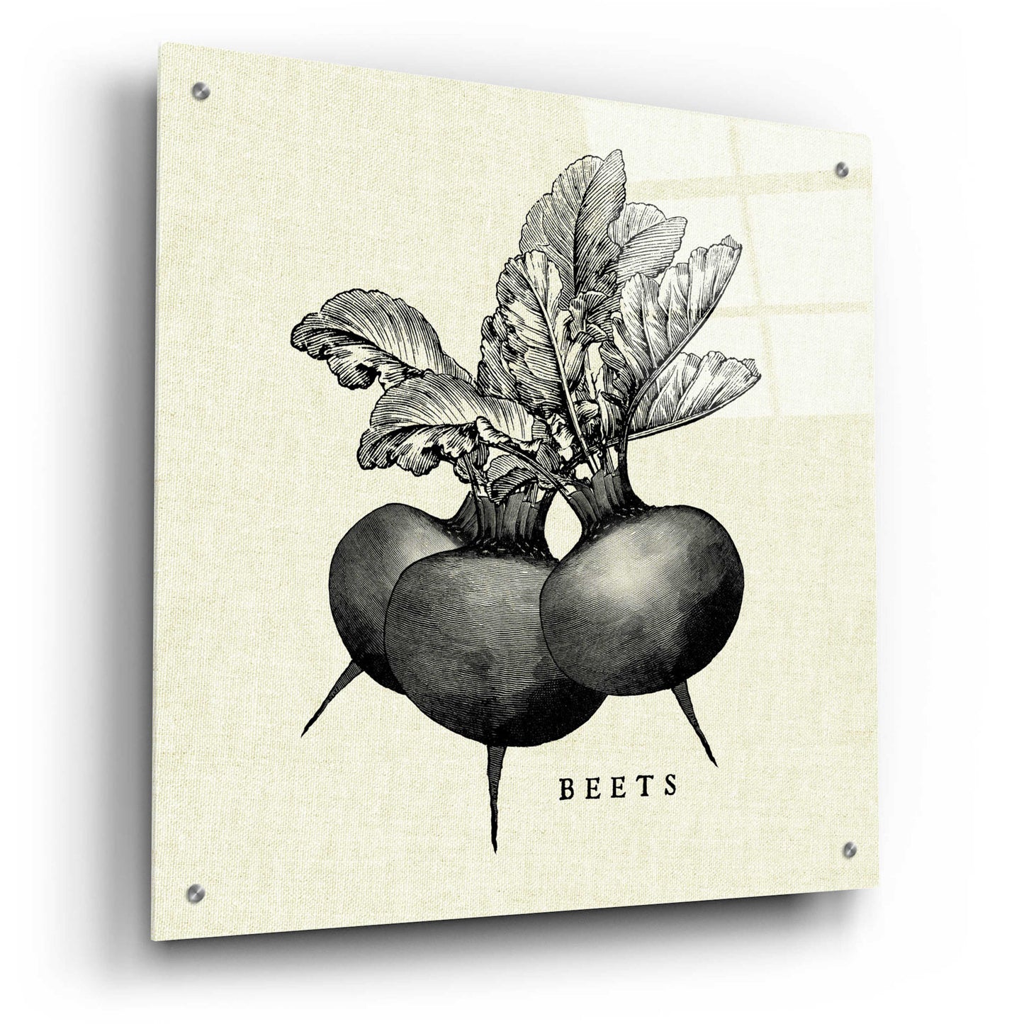 Epic Art 'Linen Vegetable BW Sketch Beets' by Studio Mousseau, Acrylic Glass Wall Art,24x24