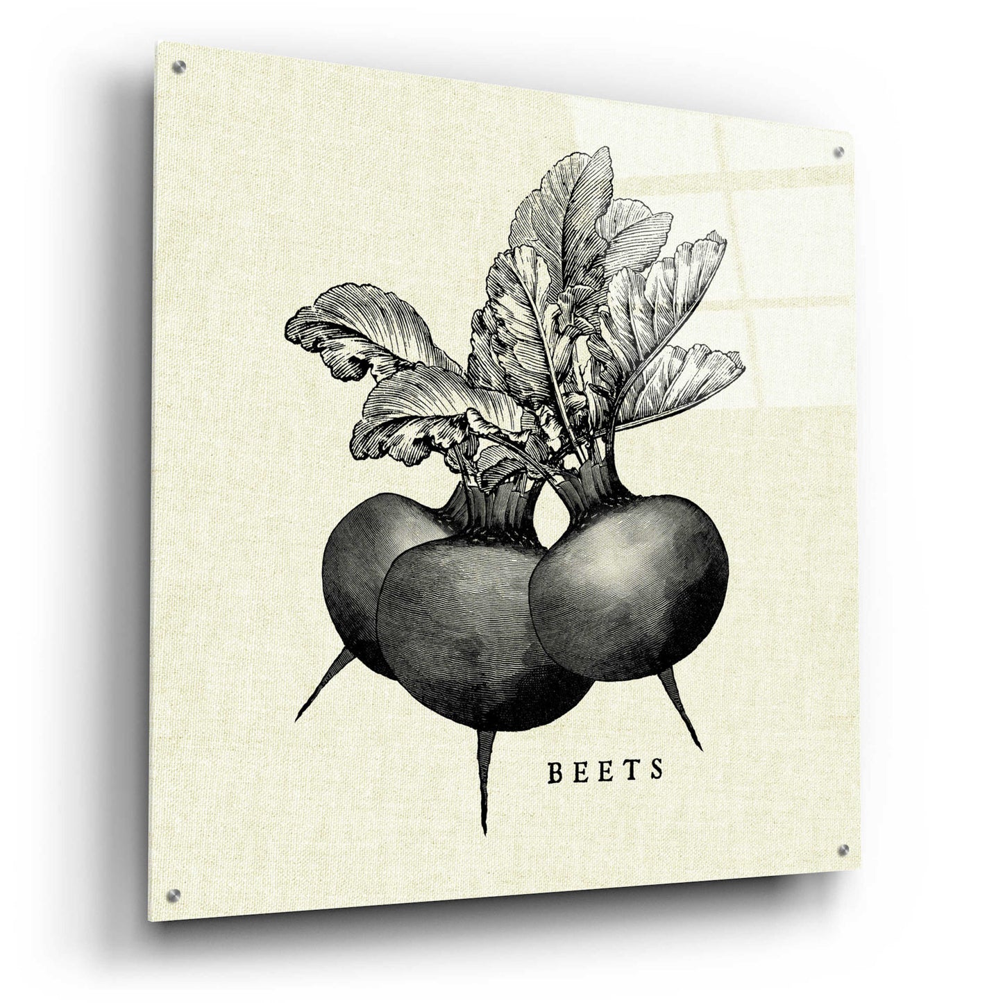 Epic Art 'Linen Vegetable BW Sketch Beets' by Studio Mousseau, Acrylic Glass Wall Art,36x36