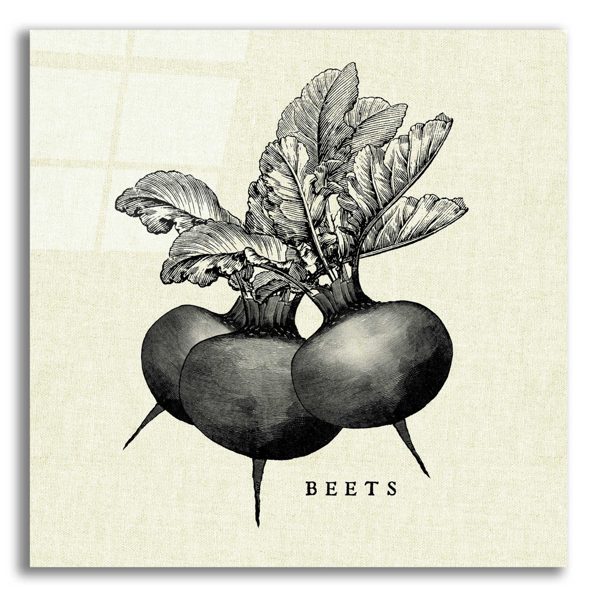 Epic Art 'Linen Vegetable BW Sketch Beets' by Studio Mousseau, Acrylic Glass Wall Art