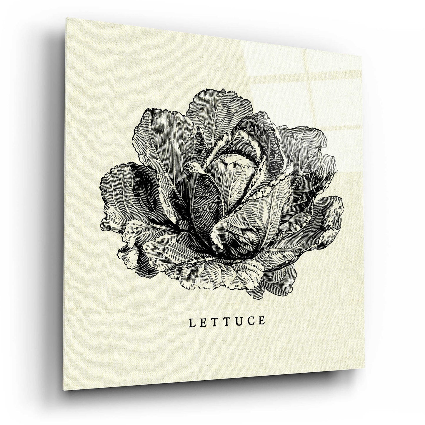 Epic Art 'Linen Vegetable BW Sketch Lettuce' by Studio Mousseau, Acrylic Glass Wall Art,12x12