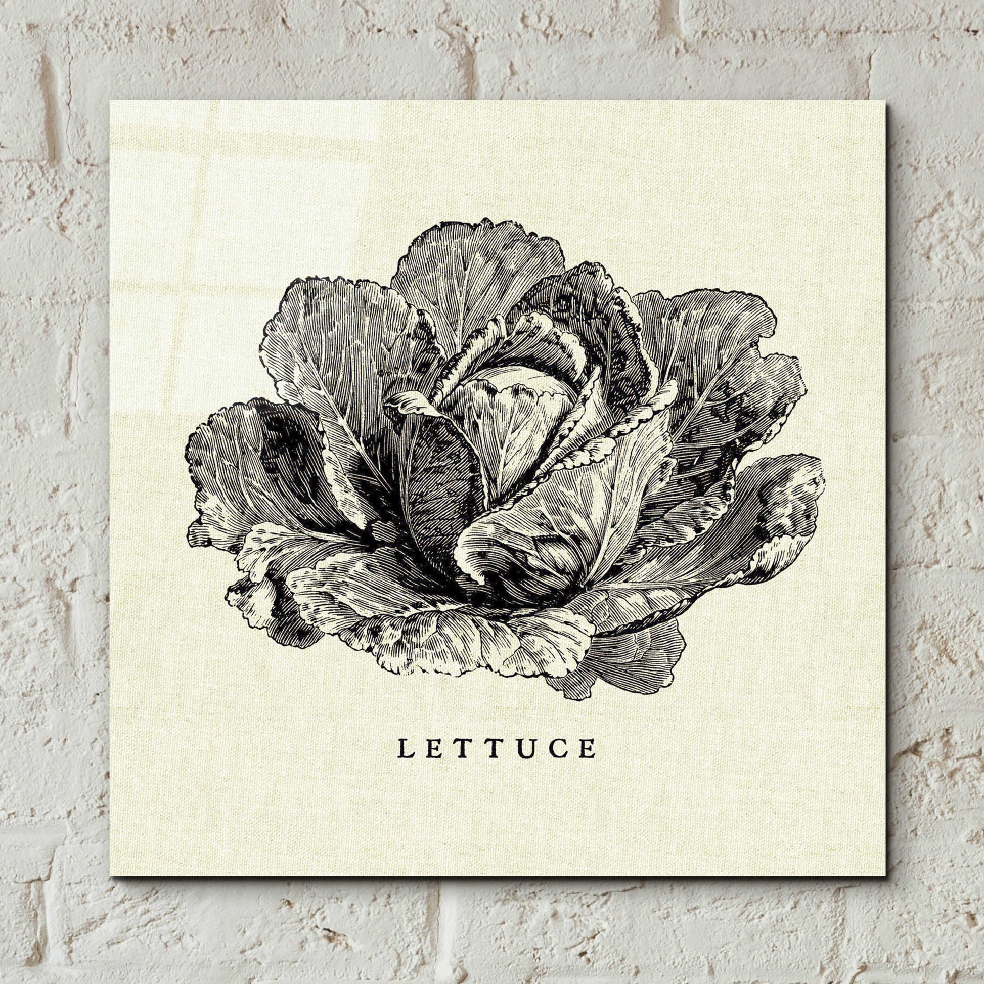 Epic Art 'Linen Vegetable BW Sketch Lettuce' by Studio Mousseau, Acrylic Glass Wall Art,12x12