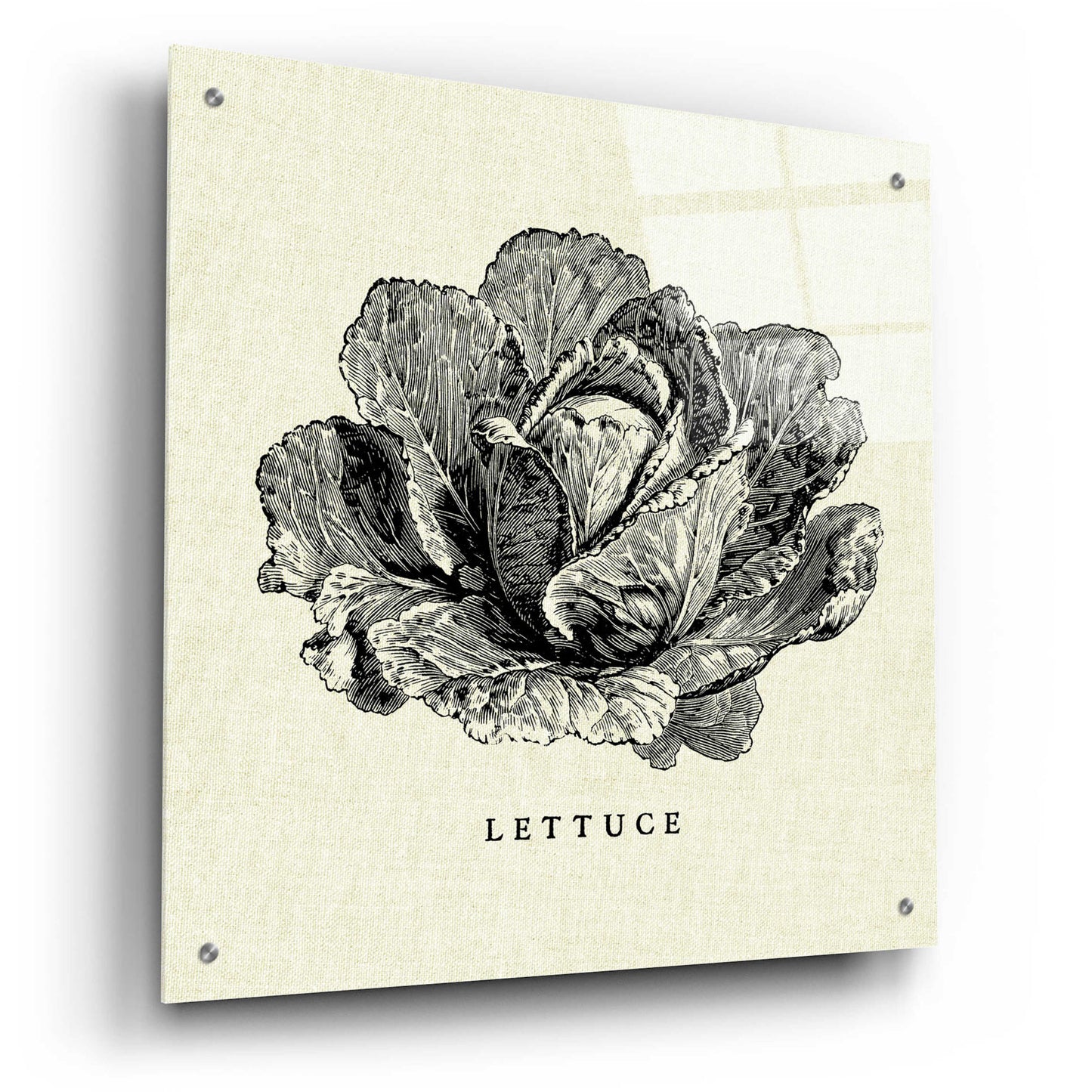 Epic Art 'Linen Vegetable BW Sketch Lettuce' by Studio Mousseau, Acrylic Glass Wall Art,24x24