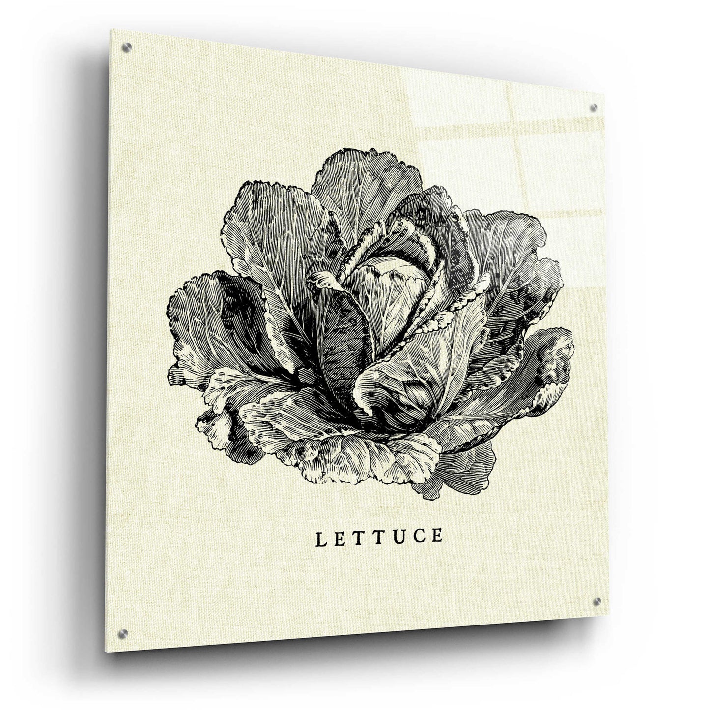 Epic Art 'Linen Vegetable BW Sketch Lettuce' by Studio Mousseau, Acrylic Glass Wall Art,36x36