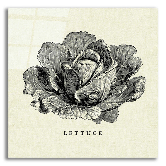 Epic Art 'Linen Vegetable BW Sketch Lettuce' by Studio Mousseau, Acrylic Glass Wall Art