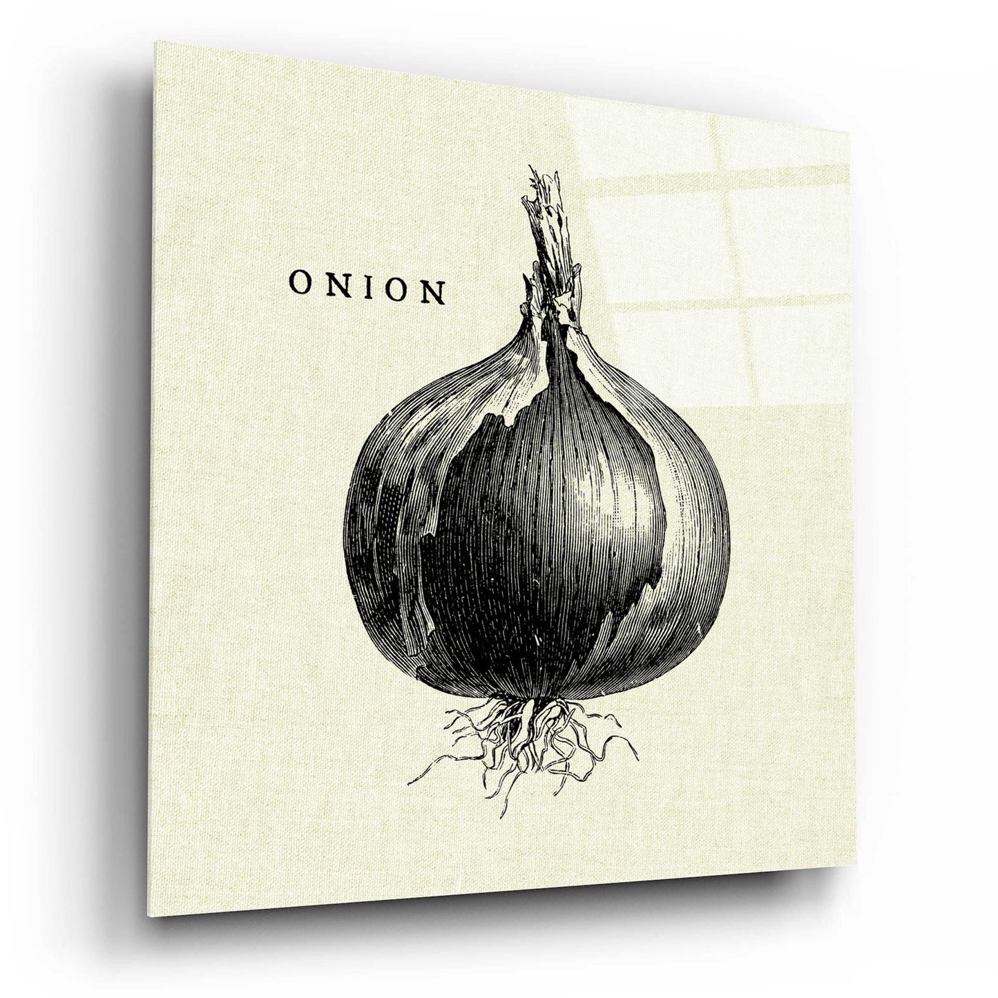 Epic Art 'Linen Vegetable BW Sketch Onion' by Studio Mousseau, Acrylic Glass Wall Art,12x12