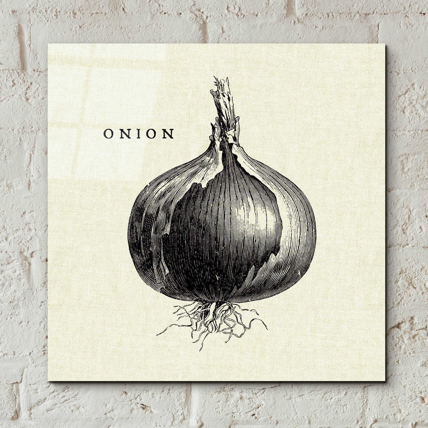 Epic Art 'Linen Vegetable BW Sketch Onion' by Studio Mousseau, Acrylic Glass Wall Art,12x12