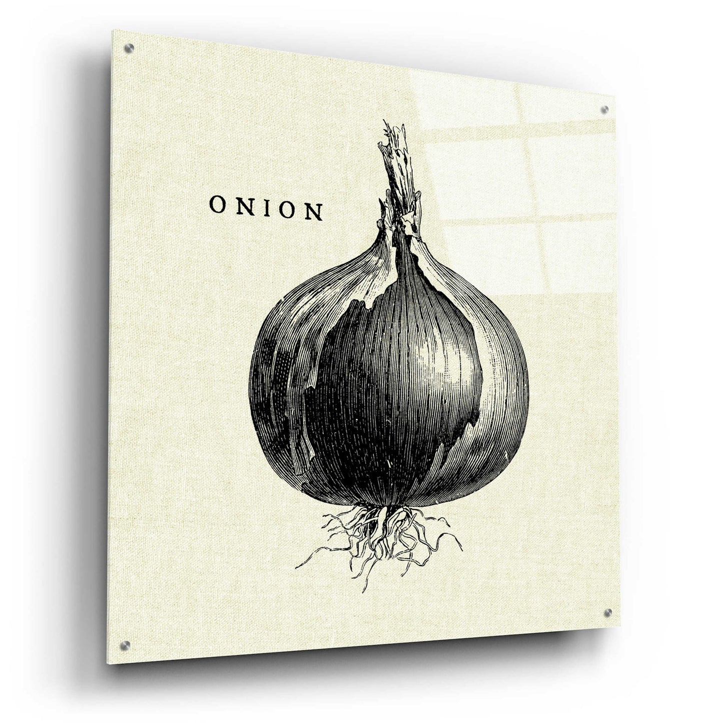 Epic Art 'Linen Vegetable BW Sketch Onion' by Studio Mousseau, Acrylic Glass Wall Art,36x36