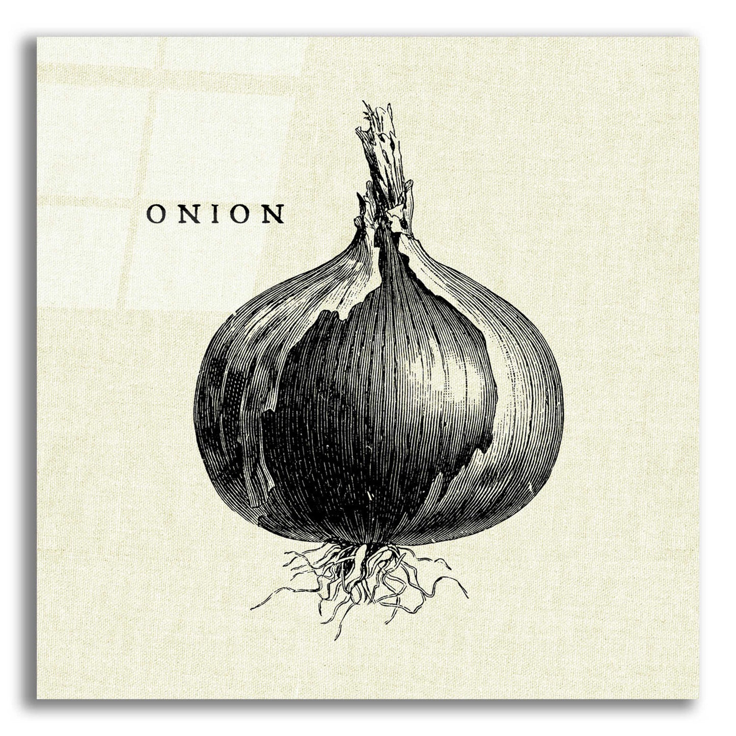 Epic Art 'Linen Vegetable BW Sketch Onion' by Studio Mousseau, Acrylic Glass Wall Art