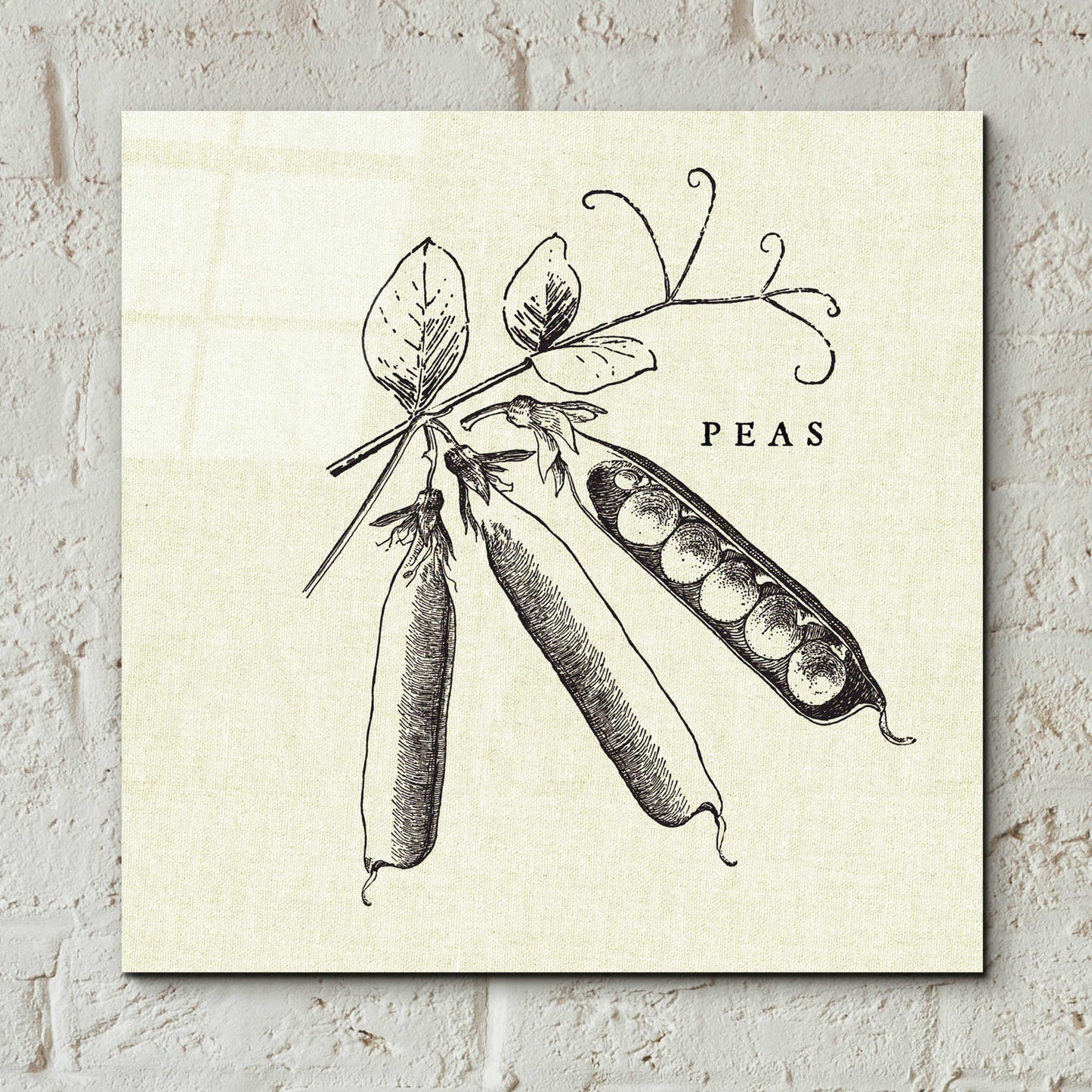 Epic Art 'Linen Vegetable BW Sketch Peas' by Studio Mousseau, Acrylic Glass Wall Art,12x12