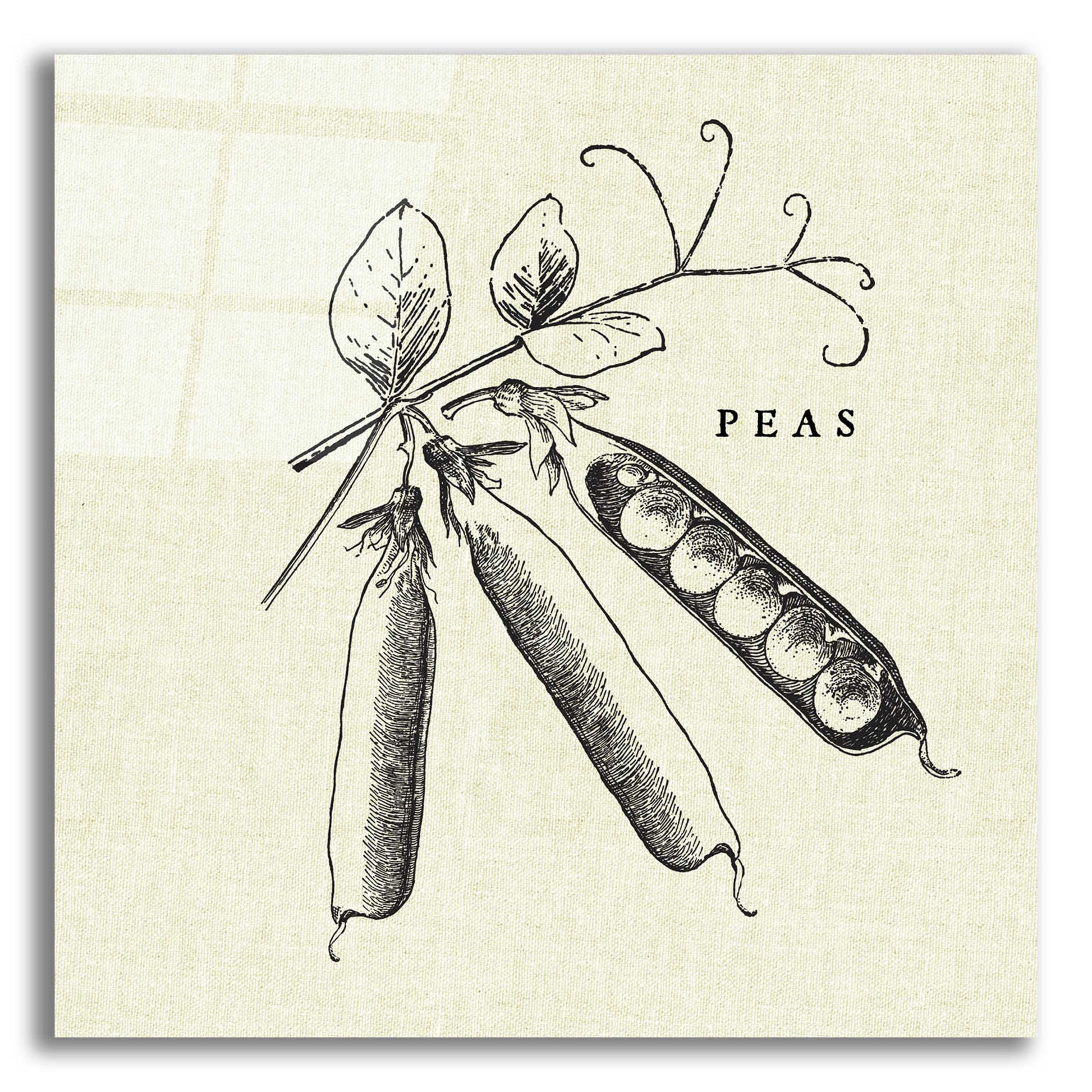 Epic Art 'Linen Vegetable BW Sketch Peas' by Studio Mousseau, Acrylic Glass Wall Art