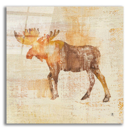 Epic Art 'Moose Study' by Studio Mousseau, Acrylic Glass Wall Art