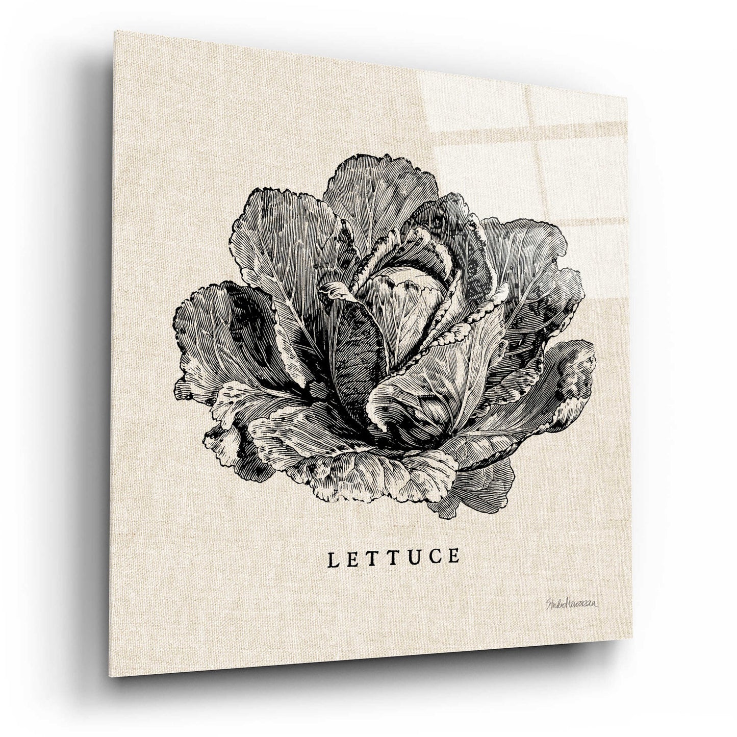 Epic Art 'Burlap Vegetable BW Sketch Lettuce' by Studio Mousseau, Acrylic Glass Wall Art,12x12