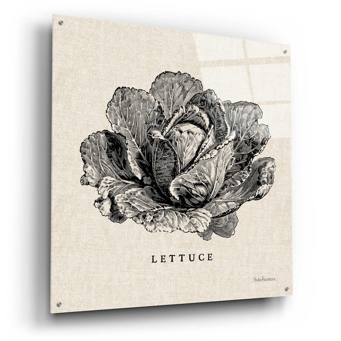 Epic Art 'Burlap Vegetable BW Sketch Lettuce' by Studio Mousseau, Acrylic Glass Wall Art,36x36