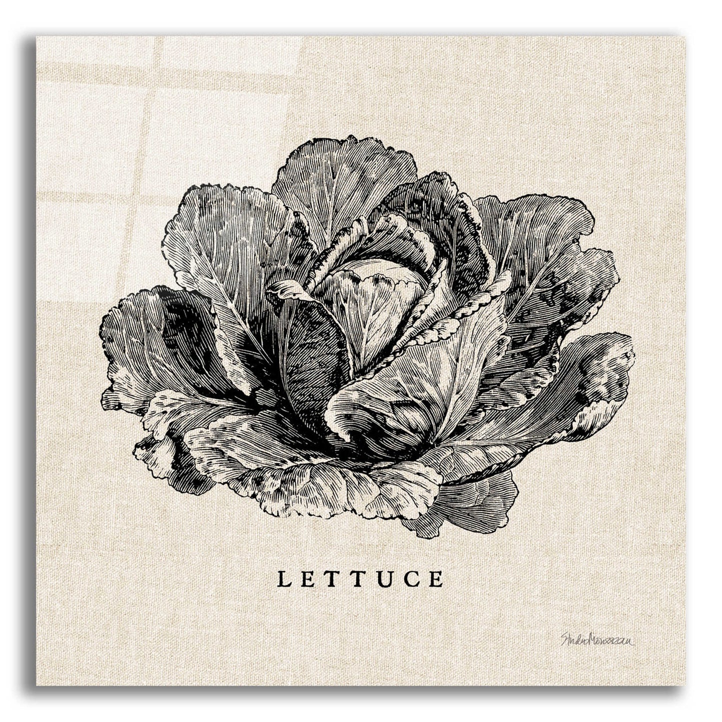 Epic Art 'Burlap Vegetable BW Sketch Lettuce' by Studio Mousseau, Acrylic Glass Wall Art