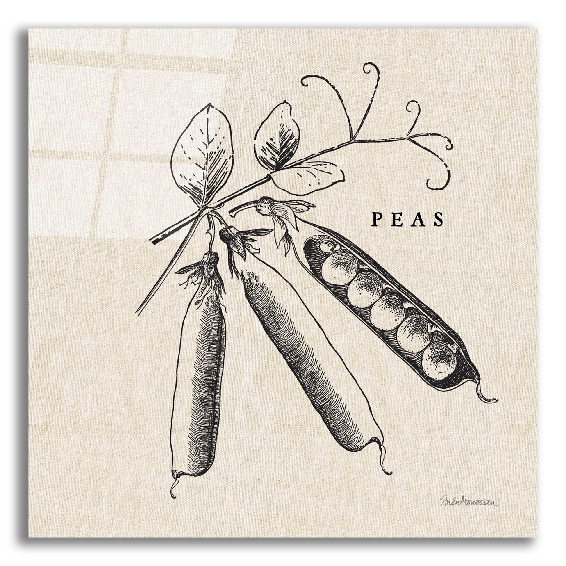 Epic Art 'Burlap Vegetable BW Sketch Peas' by Studio Mousseau, Acrylic Glass Wall Art