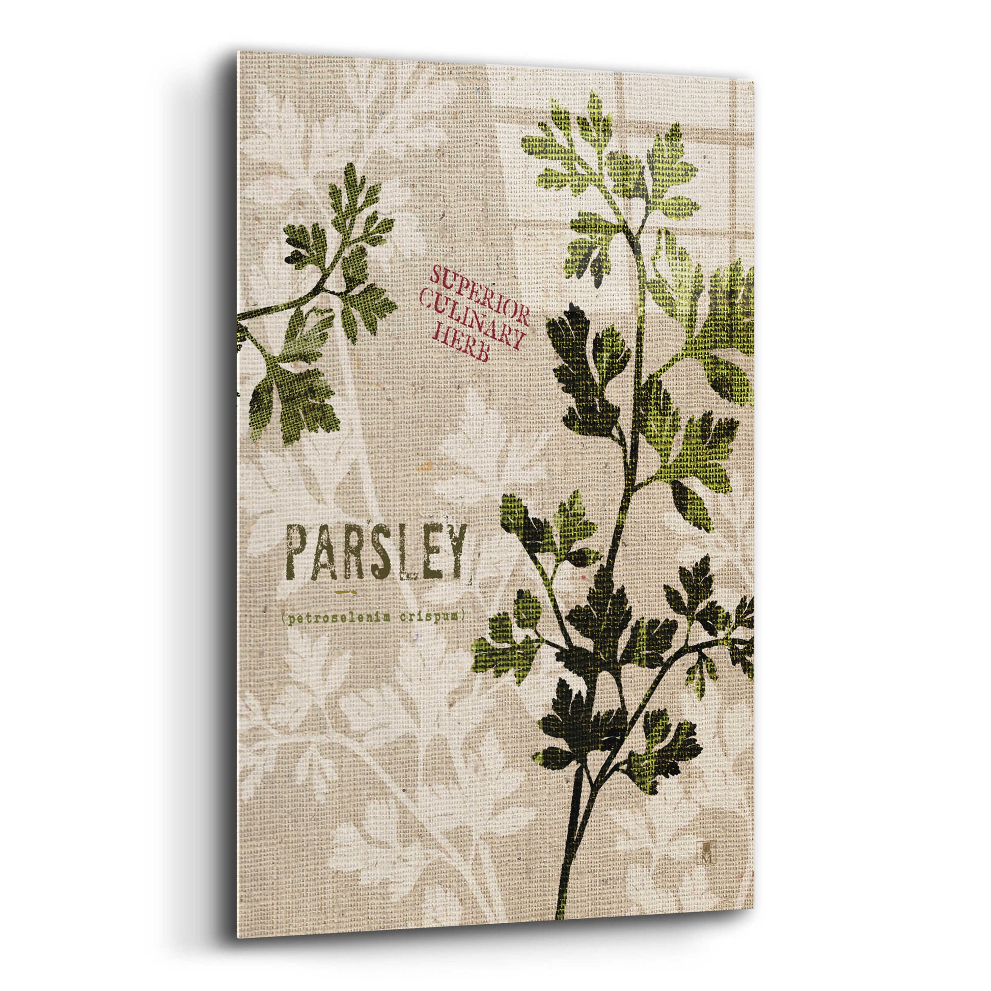 Epic Art 'Organic Parsley - Superior Culinary Herb' by Studio Mousseau, Acrylic Glass Wall Art,12x16