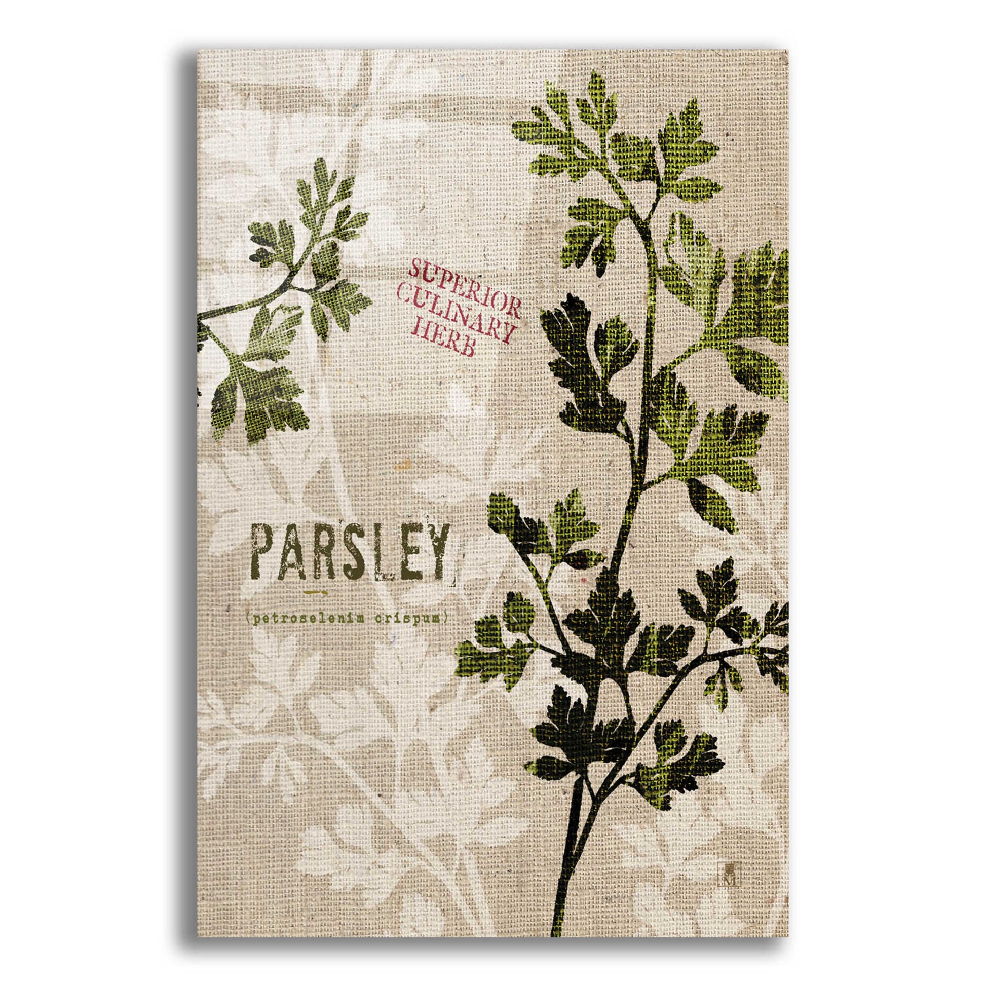 Epic Art 'Organic Parsley - Superior Culinary Herb' by Studio Mousseau, Acrylic Glass Wall Art