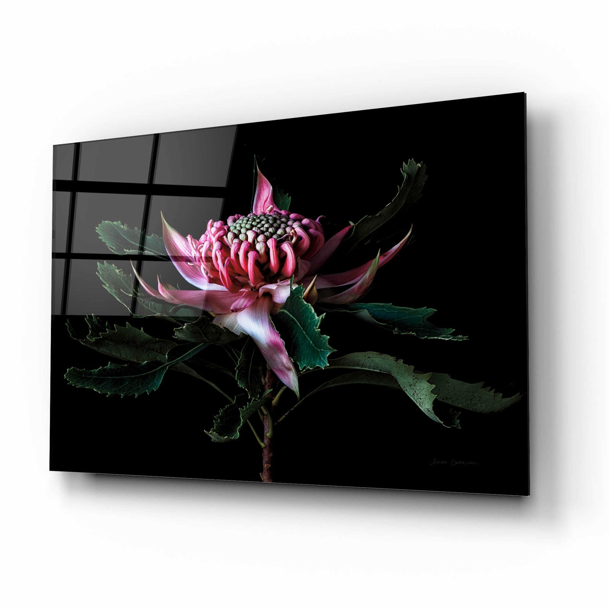 Epic Art 'Salmon Waratah I' by Elise Catterall, Acrylic Glass Wall Art,16x12