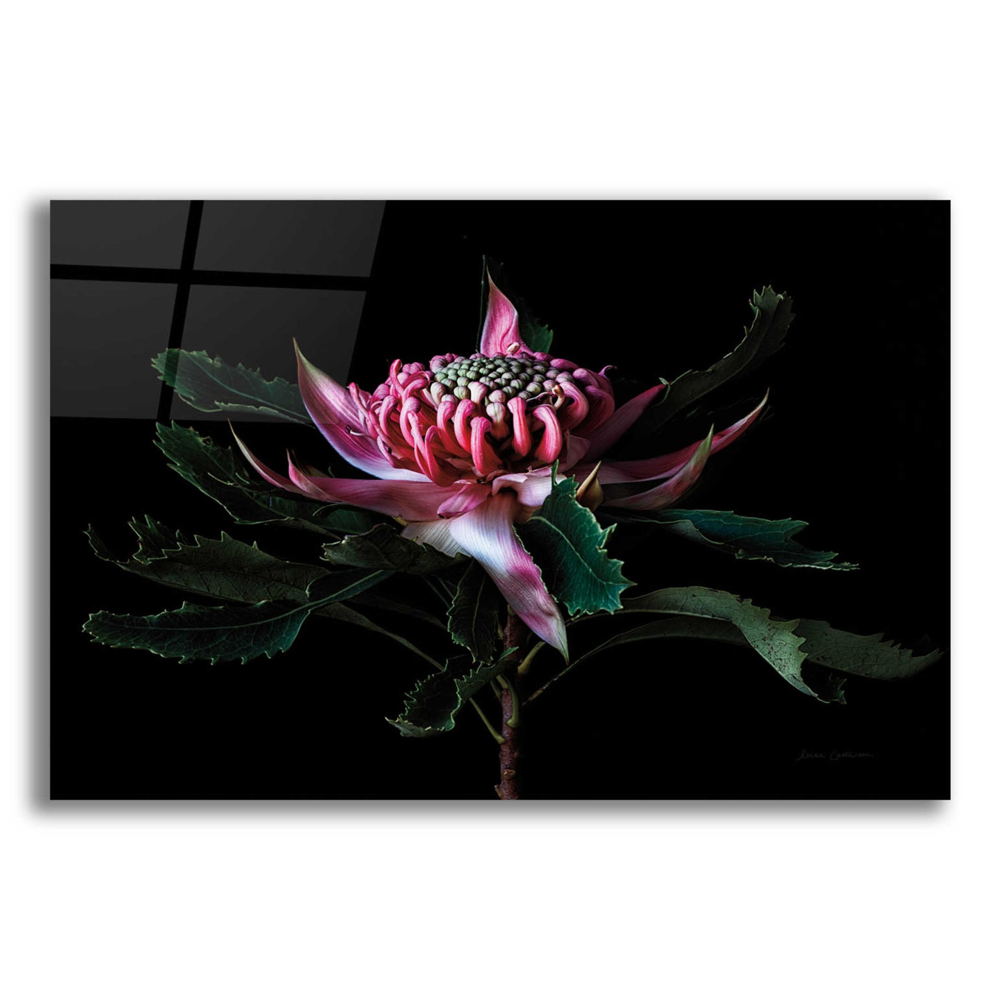 Epic Art 'Salmon Waratah I' by Elise Catterall, Acrylic Glass Wall Art,24x16