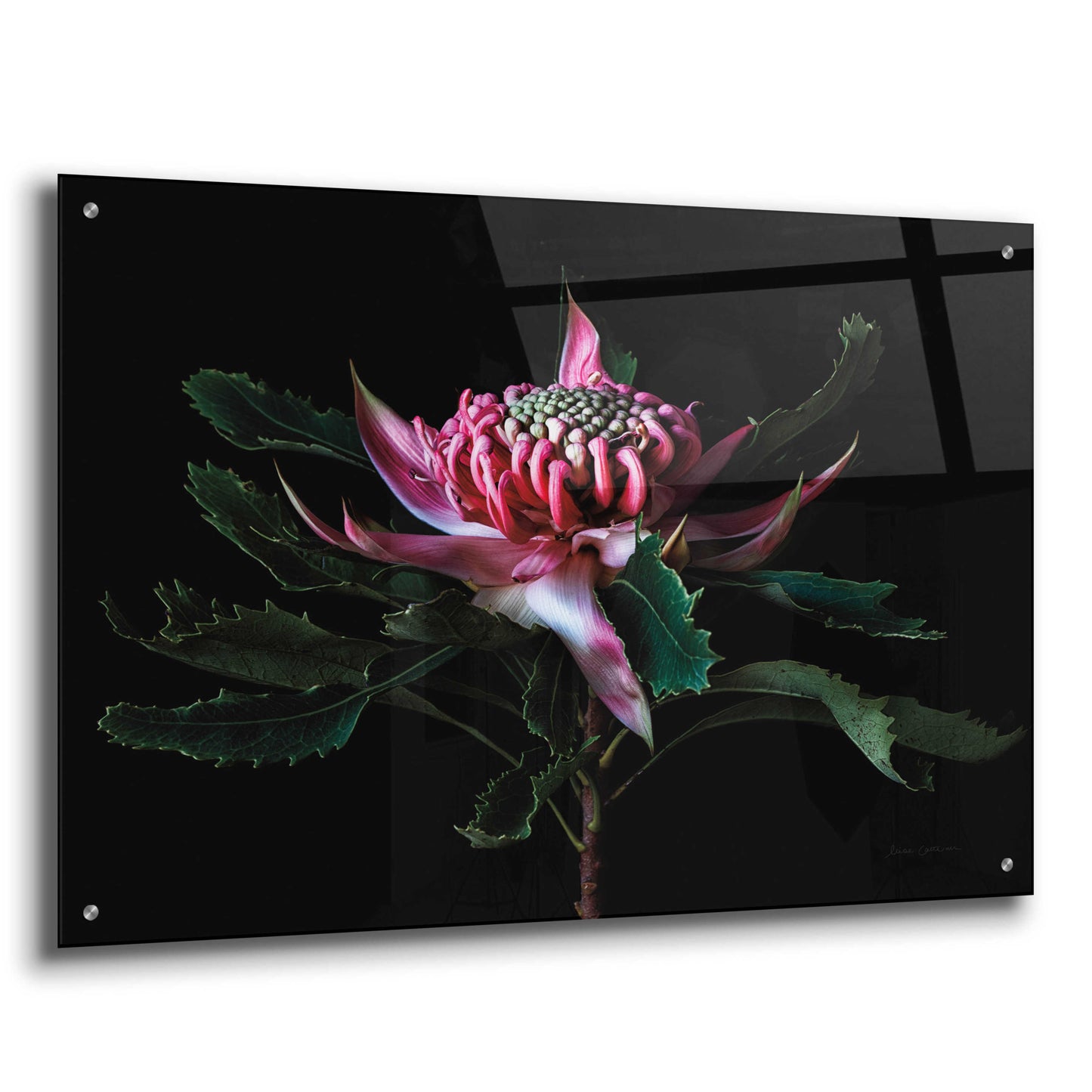 Epic Art 'Salmon Waratah I' by Elise Catterall, Acrylic Glass Wall Art,36x24