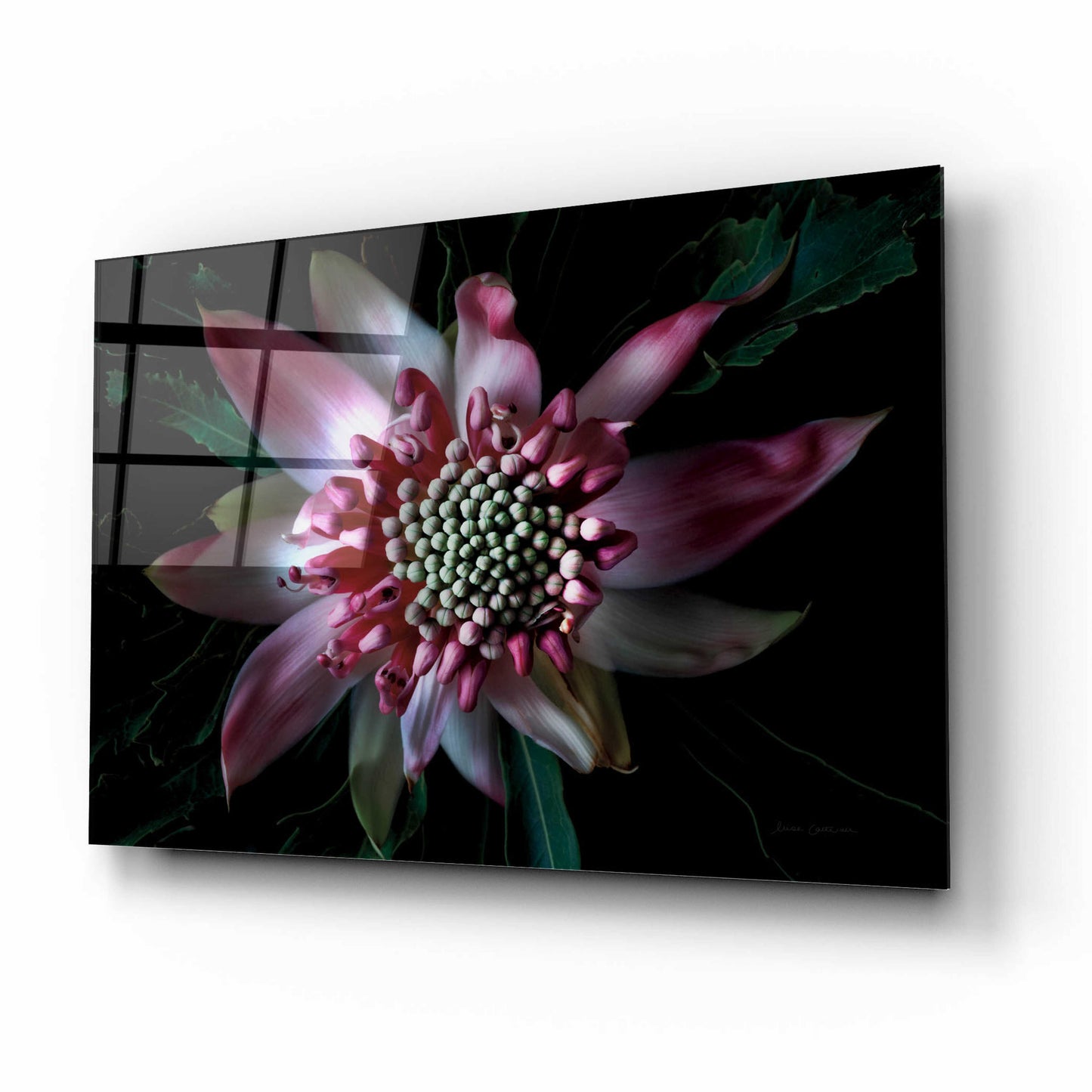 Epic Art 'Salmon Waratah II' by Elise Catterall, Acrylic Glass Wall Art,16x12