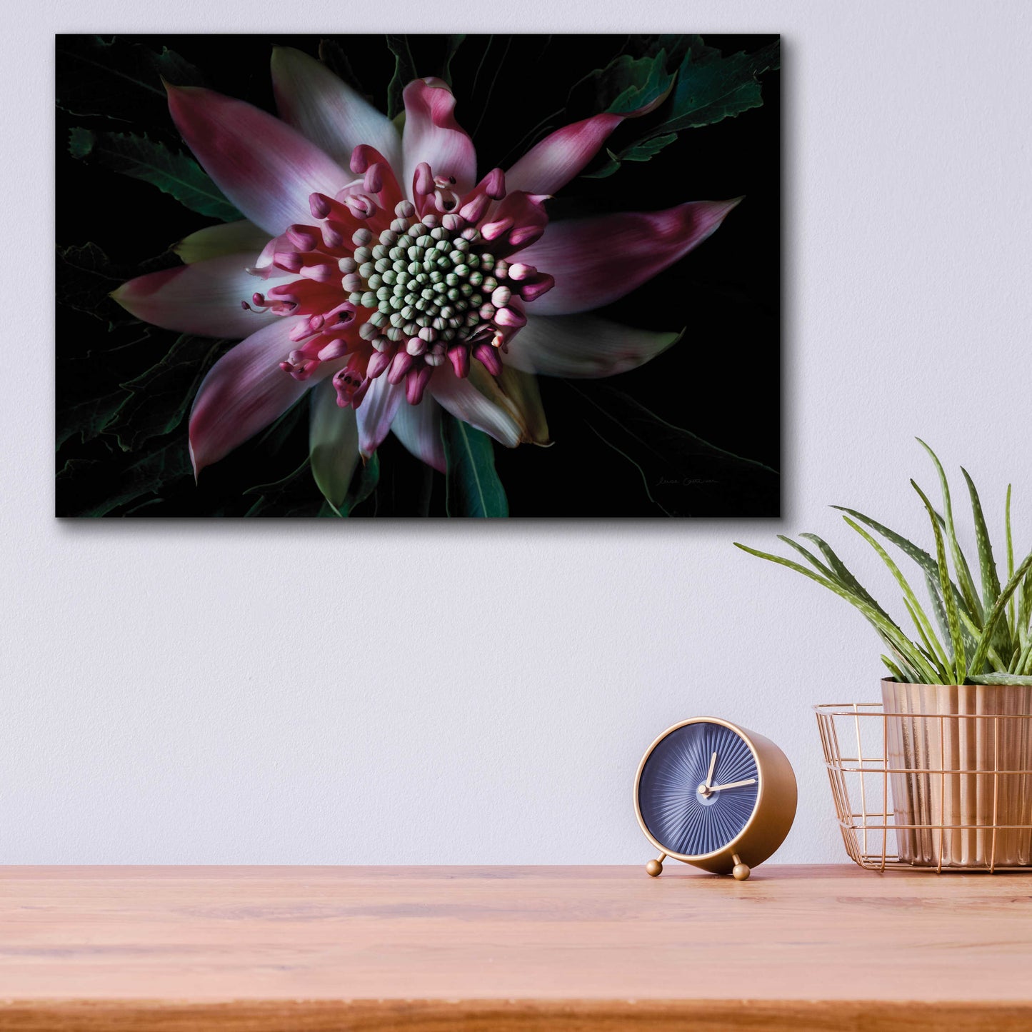 Epic Art 'Salmon Waratah II' by Elise Catterall, Acrylic Glass Wall Art,16x12