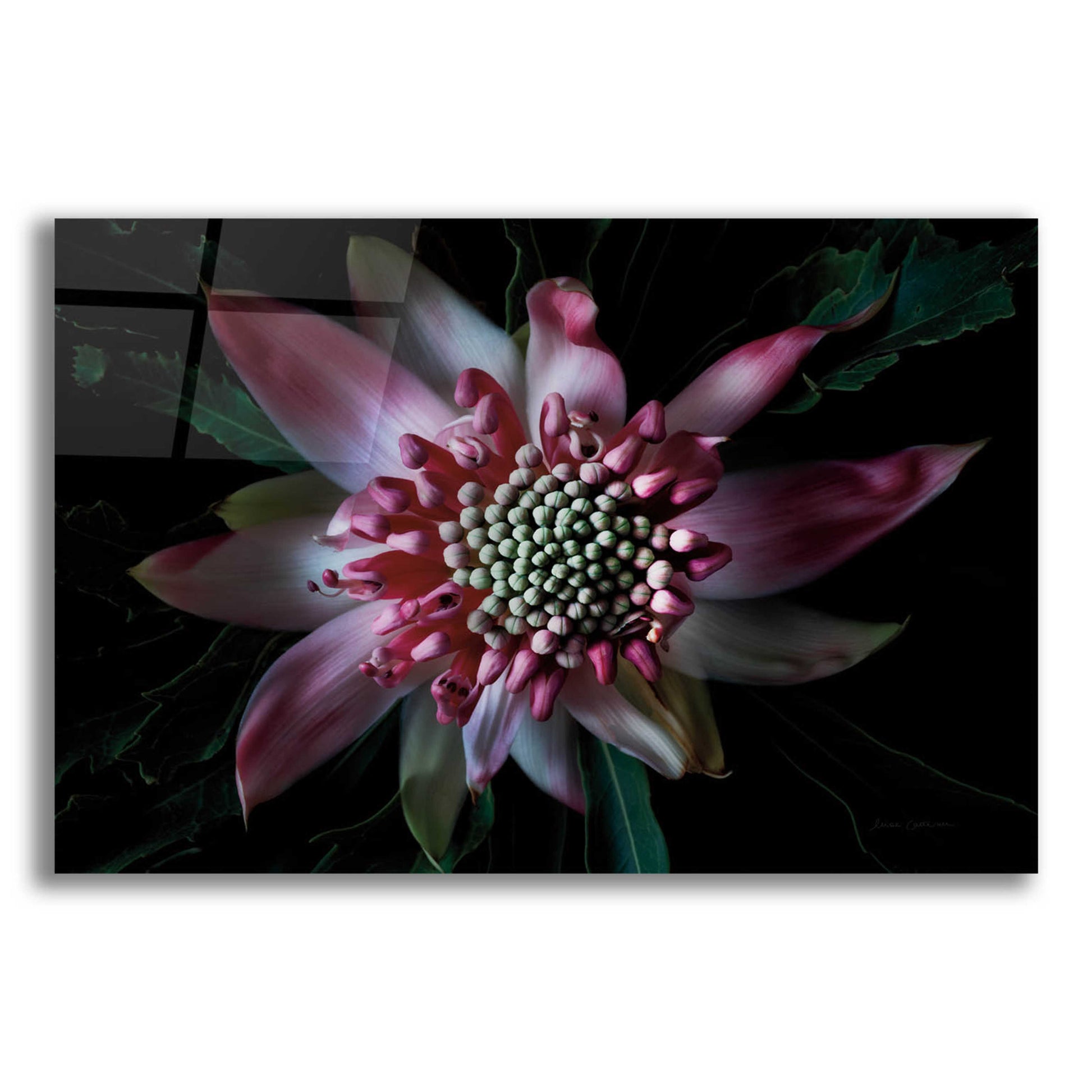 Epic Art 'Salmon Waratah II' by Elise Catterall, Acrylic Glass Wall Art,16x12