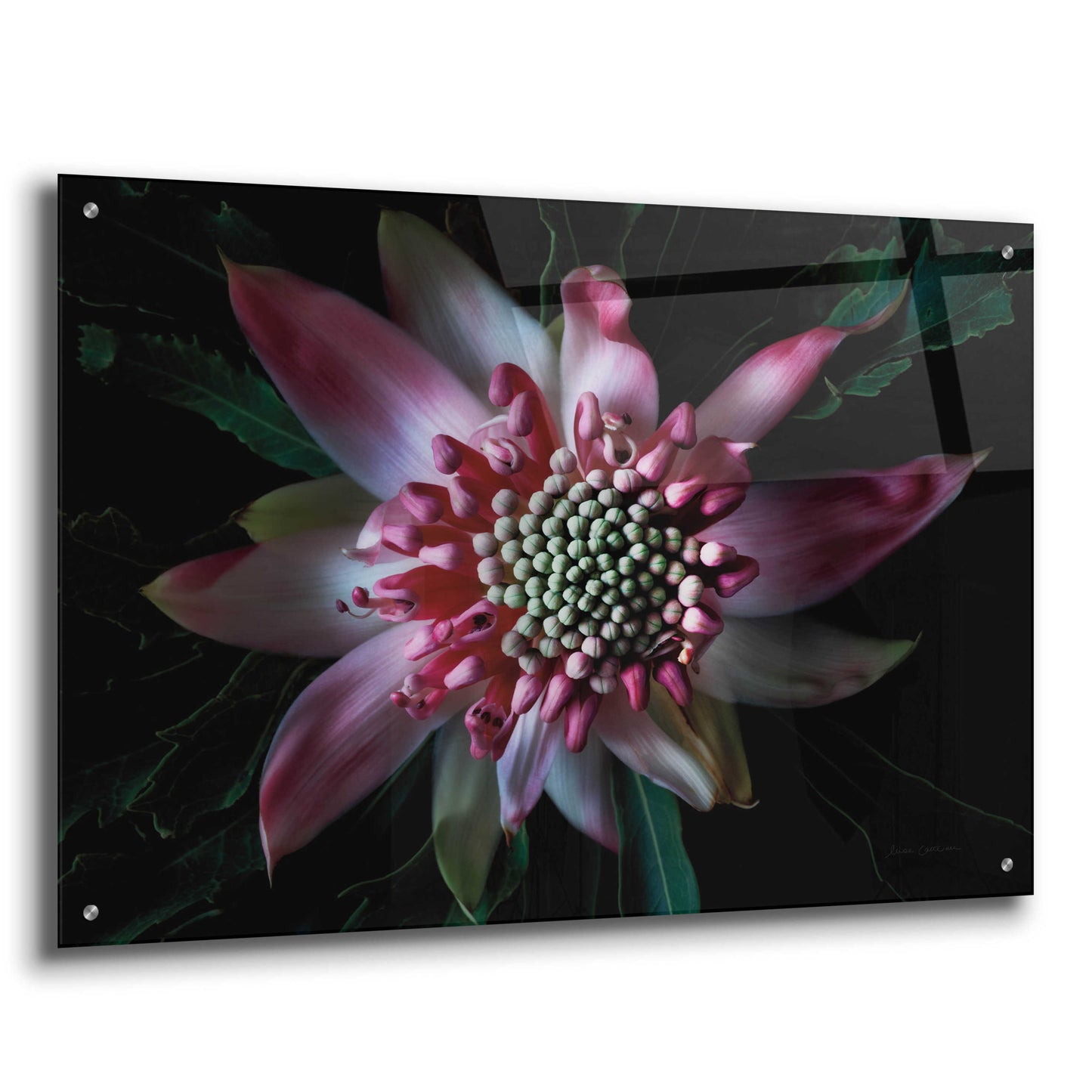 Epic Art 'Salmon Waratah II' by Elise Catterall, Acrylic Glass Wall Art,36x24