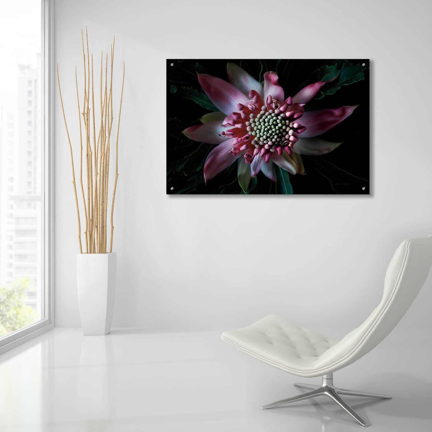 Epic Art 'Salmon Waratah II' by Elise Catterall, Acrylic Glass Wall Art,36x24