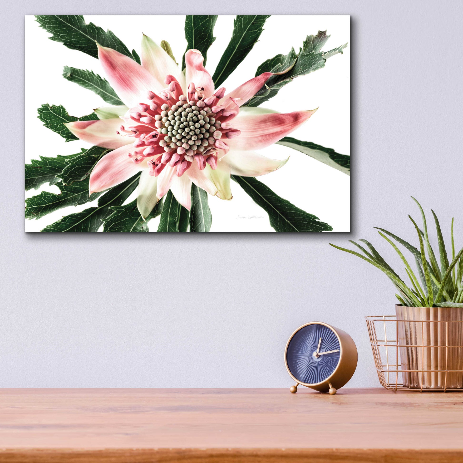 Epic Art 'Salmon Waratah III' by Elise Catterall, Acrylic Glass Wall Art,16x12