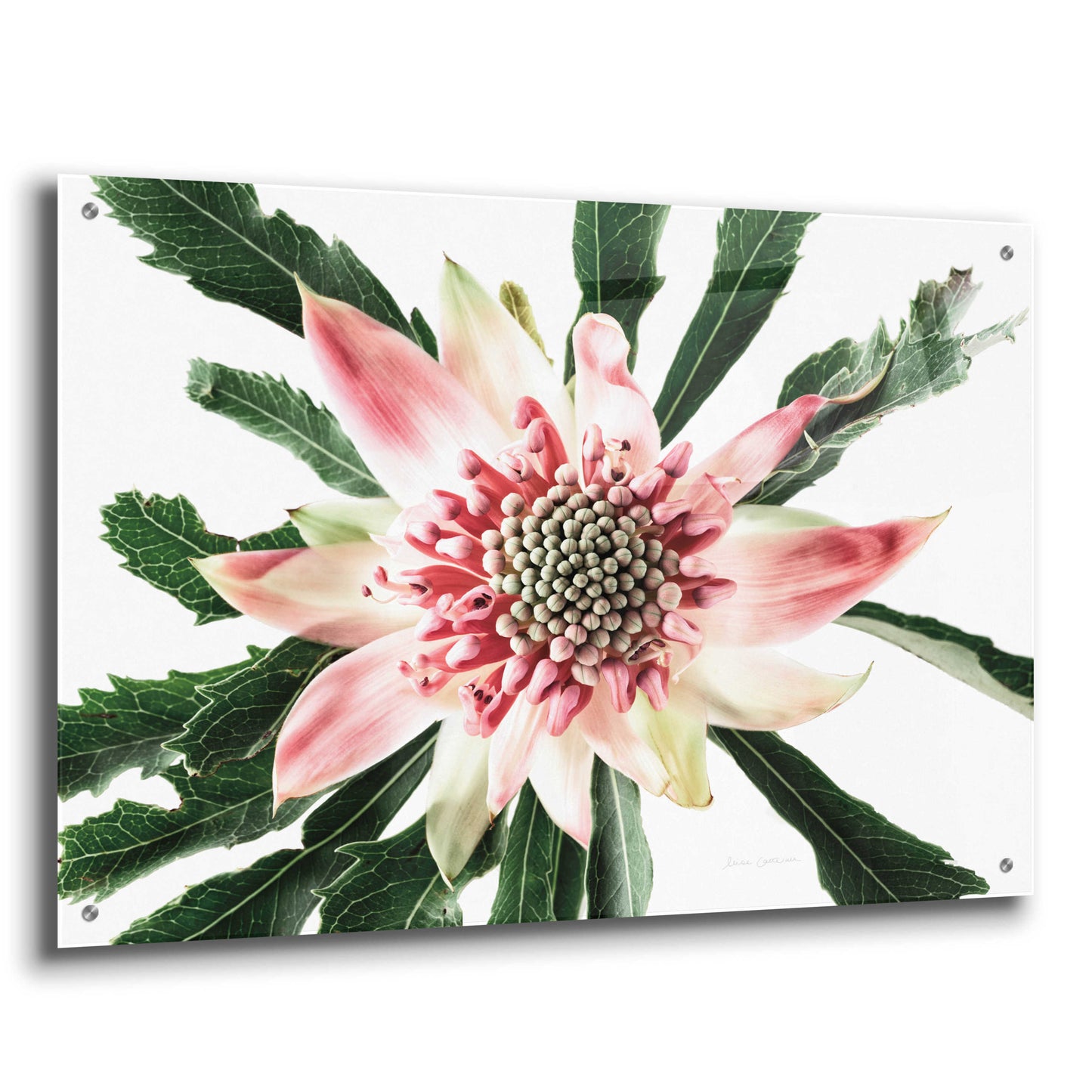 Epic Art 'Salmon Waratah III' by Elise Catterall, Acrylic Glass Wall Art,36x24