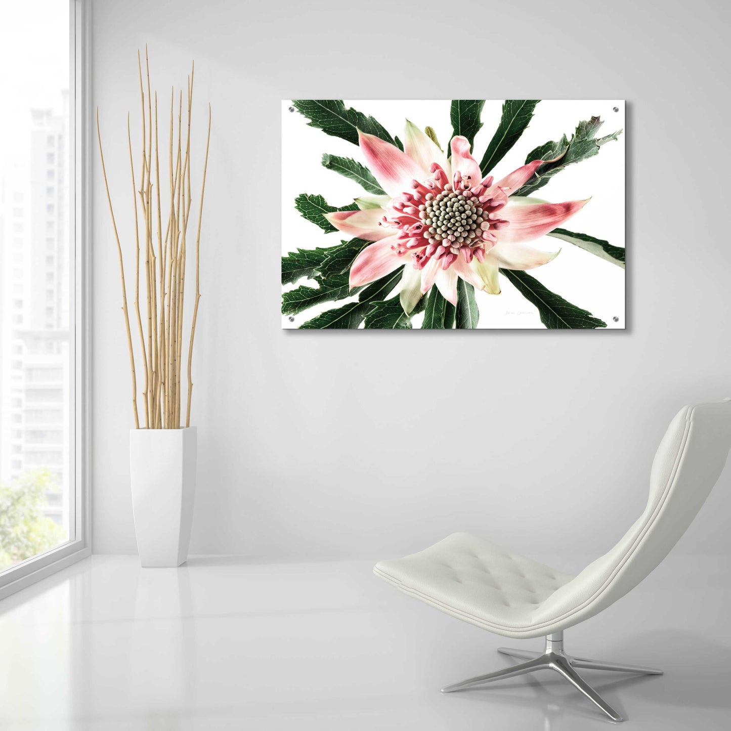 Epic Art 'Salmon Waratah III' by Elise Catterall, Acrylic Glass Wall Art,36x24