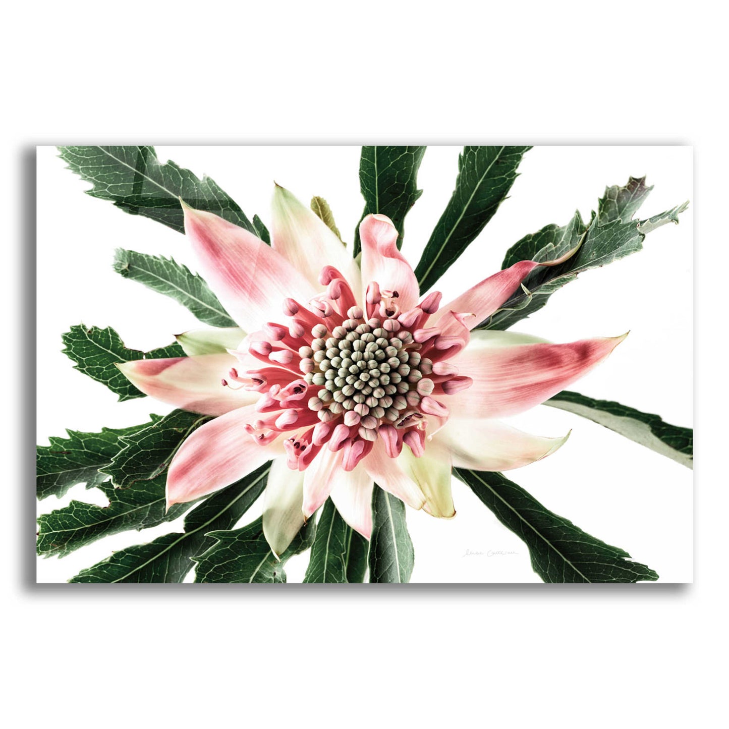 Epic Art 'Salmon Waratah III' by Elise Catterall, Acrylic Glass Wall Art