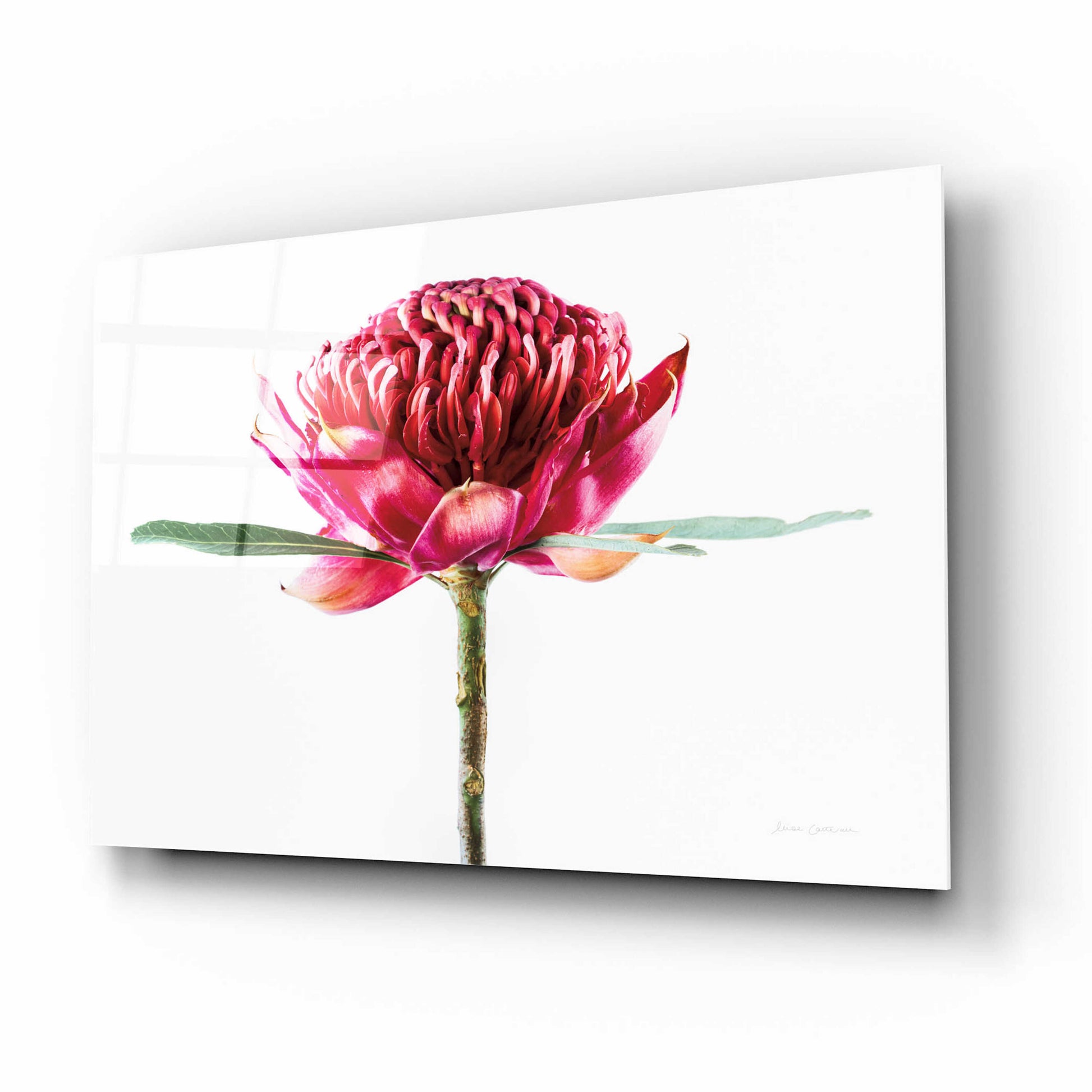 Epic Art 'Waratah Flower' by Elise Catterall, Acrylic Glass Wall Art,16x12