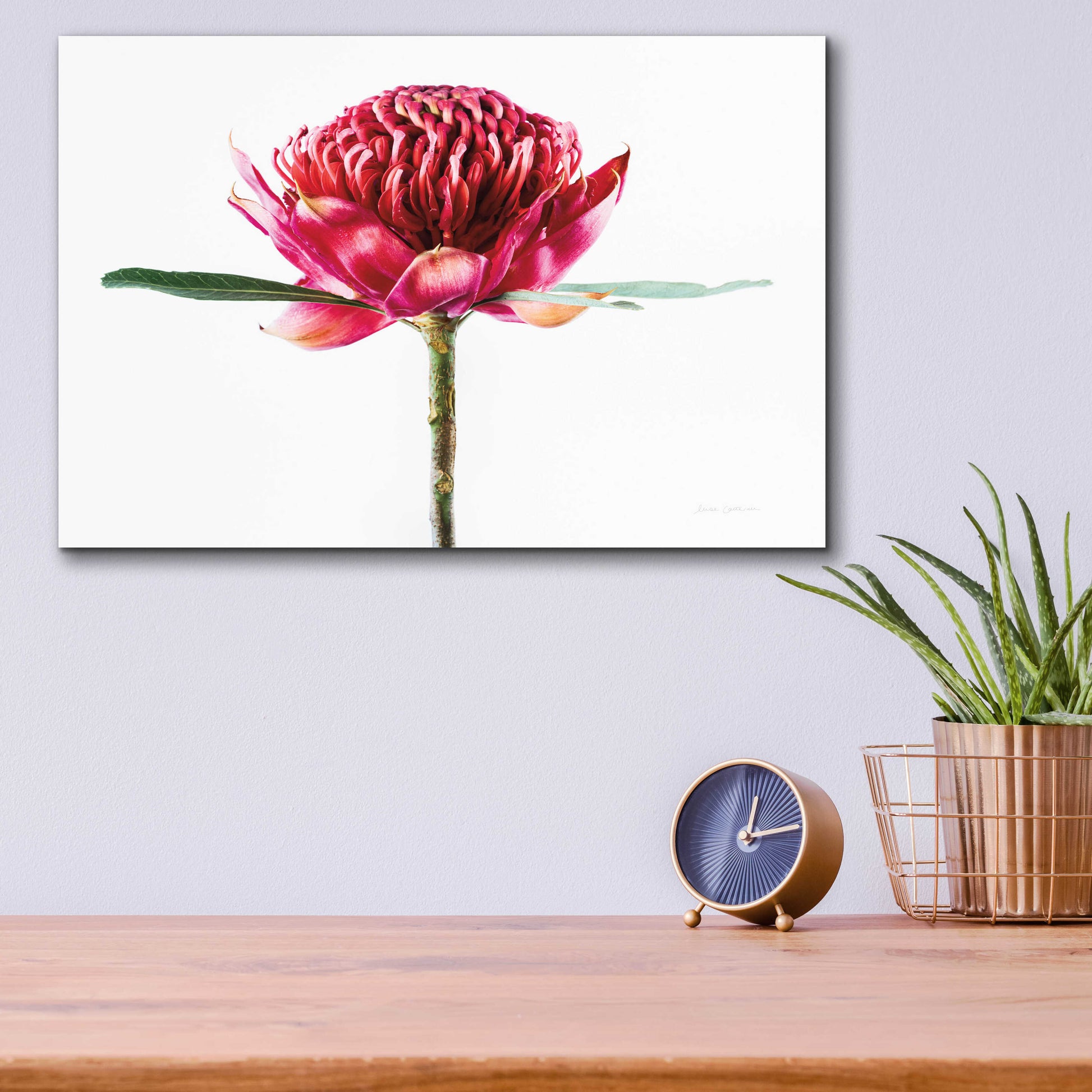 Epic Art 'Waratah Flower' by Elise Catterall, Acrylic Glass Wall Art,16x12