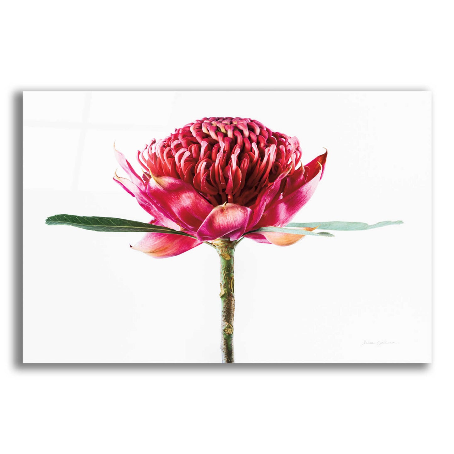 Epic Art 'Waratah Flower' by Elise Catterall, Acrylic Glass Wall Art,16x12