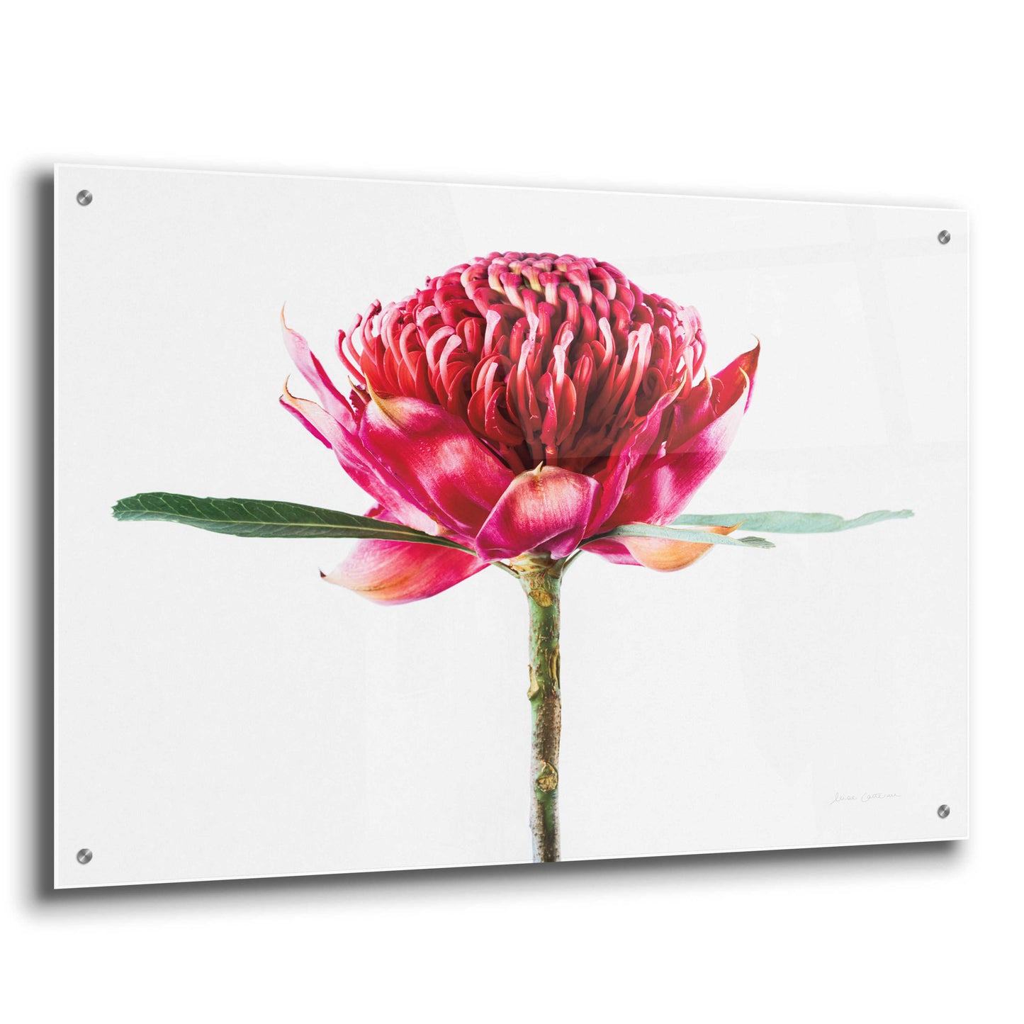 Epic Art 'Waratah Flower' by Elise Catterall, Acrylic Glass Wall Art,36x24