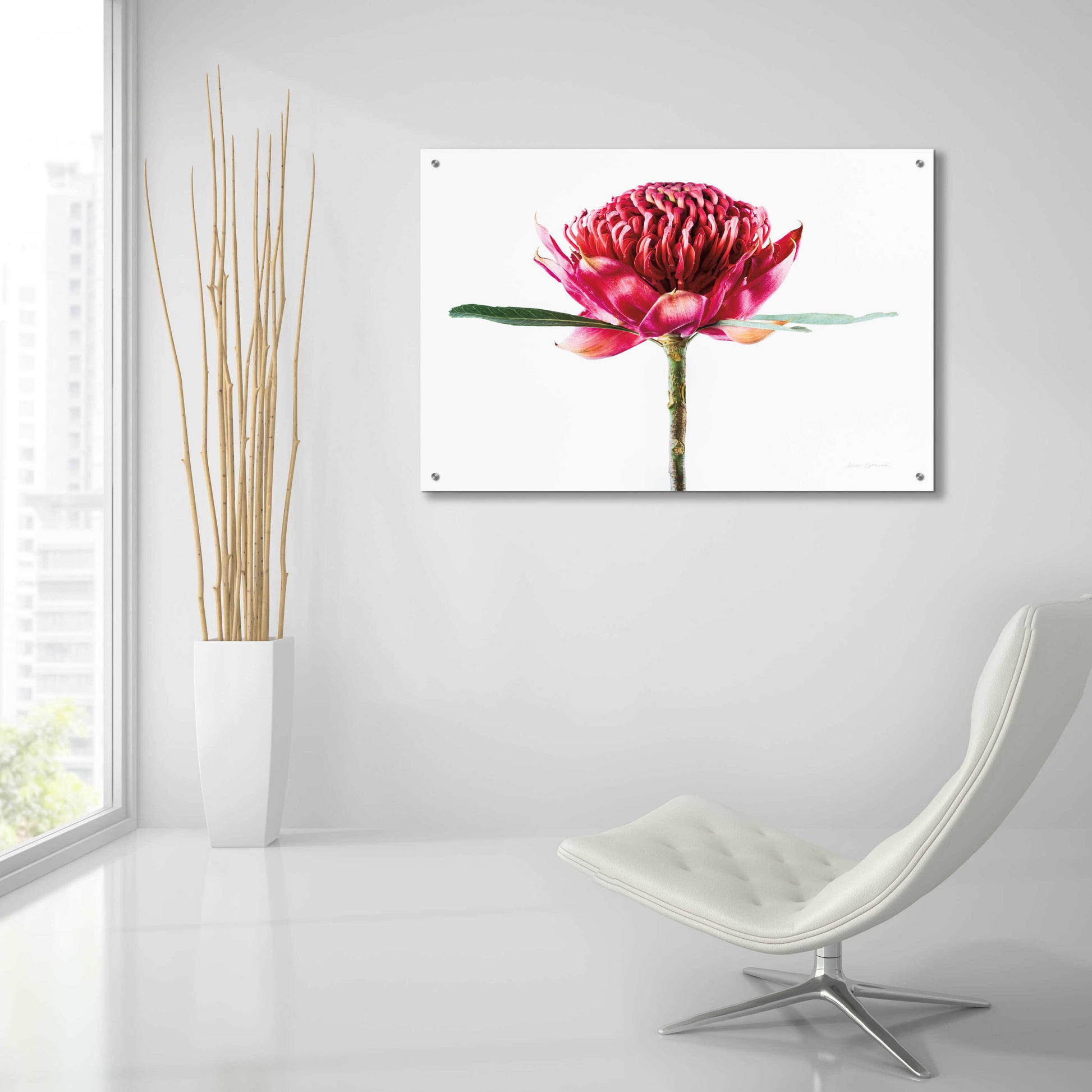 Epic Art 'Waratah Flower' by Elise Catterall, Acrylic Glass Wall Art,36x24