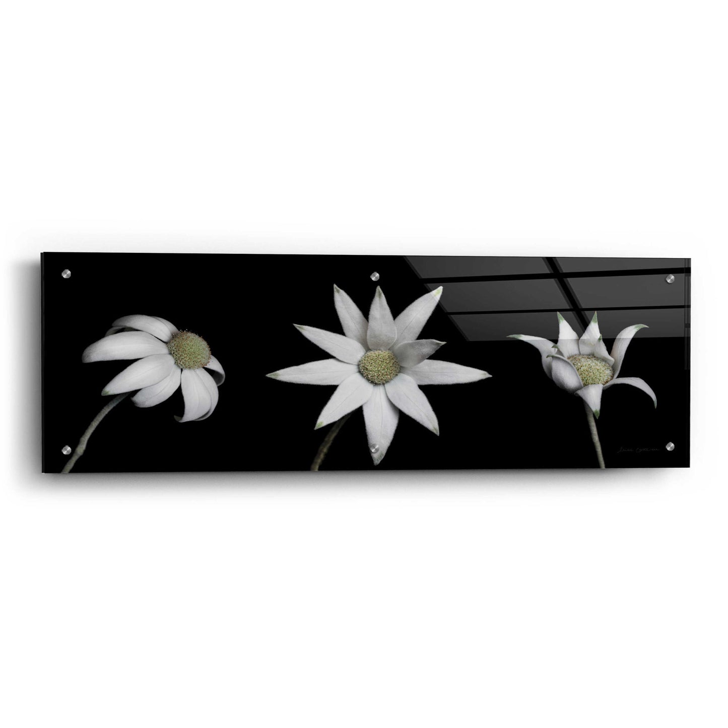 Epic Art 'Flannel Flower Trio' by Elise Catterall, Acrylic Glass Wall Art,36x12