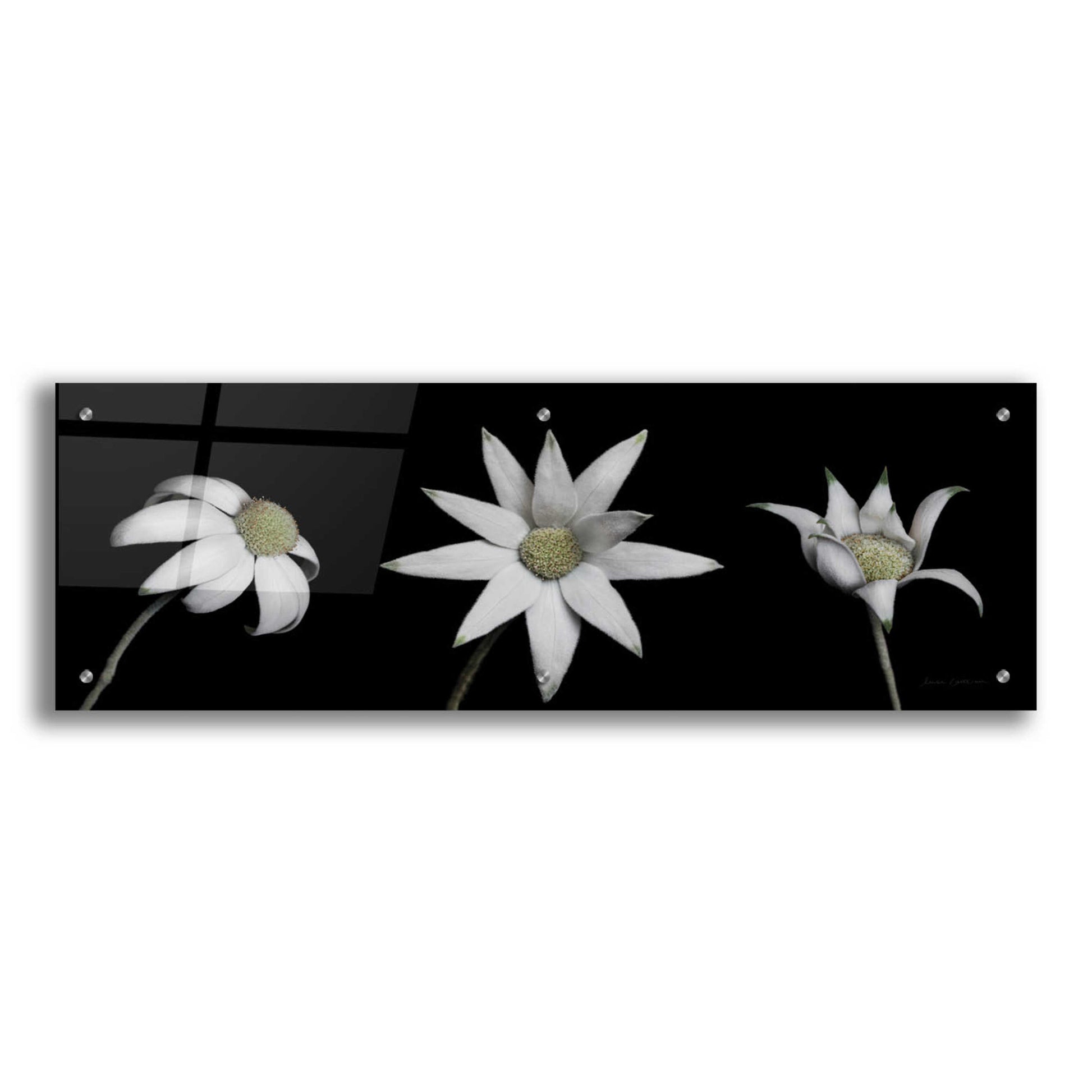 Epic Art 'Flannel Flower Trio' by Elise Catterall, Acrylic Glass Wall Art,36x12