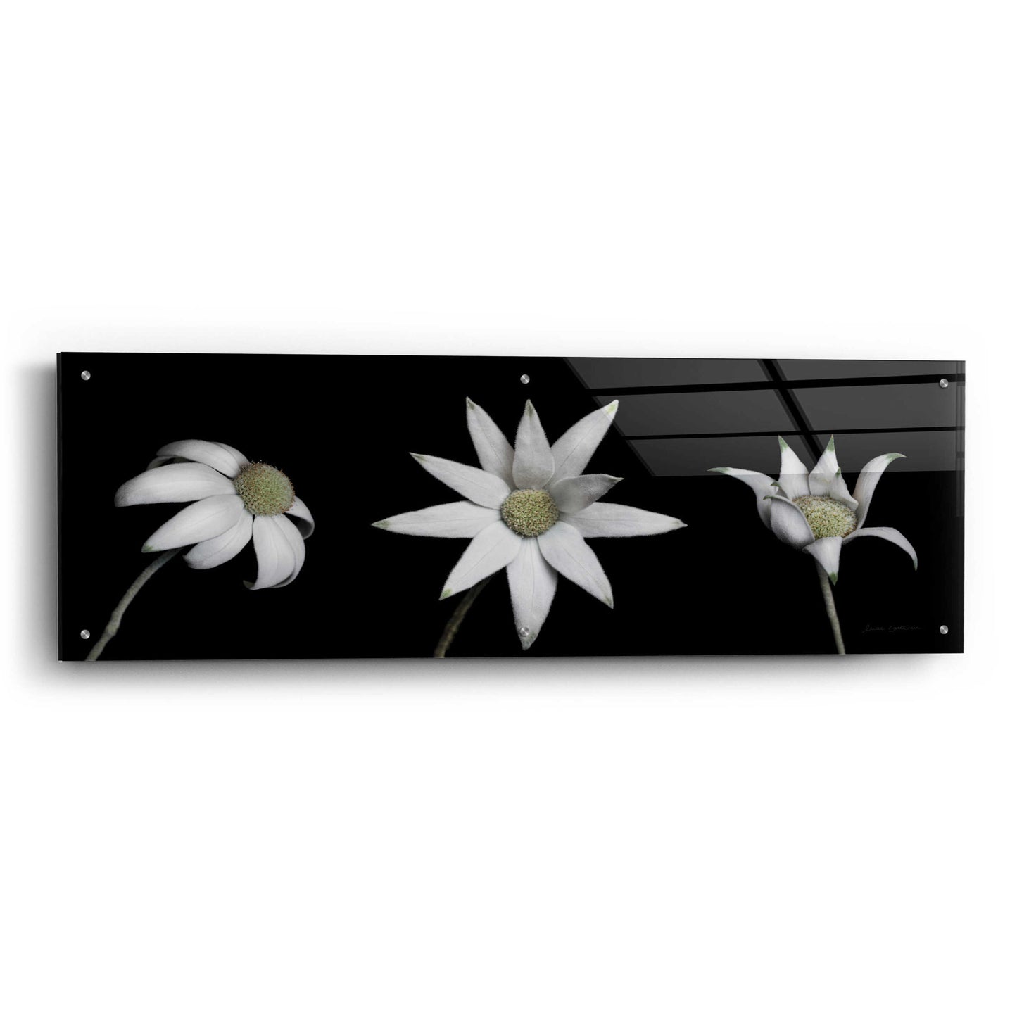 Epic Art 'Flannel Flower Trio' by Elise Catterall, Acrylic Glass Wall Art,48x16