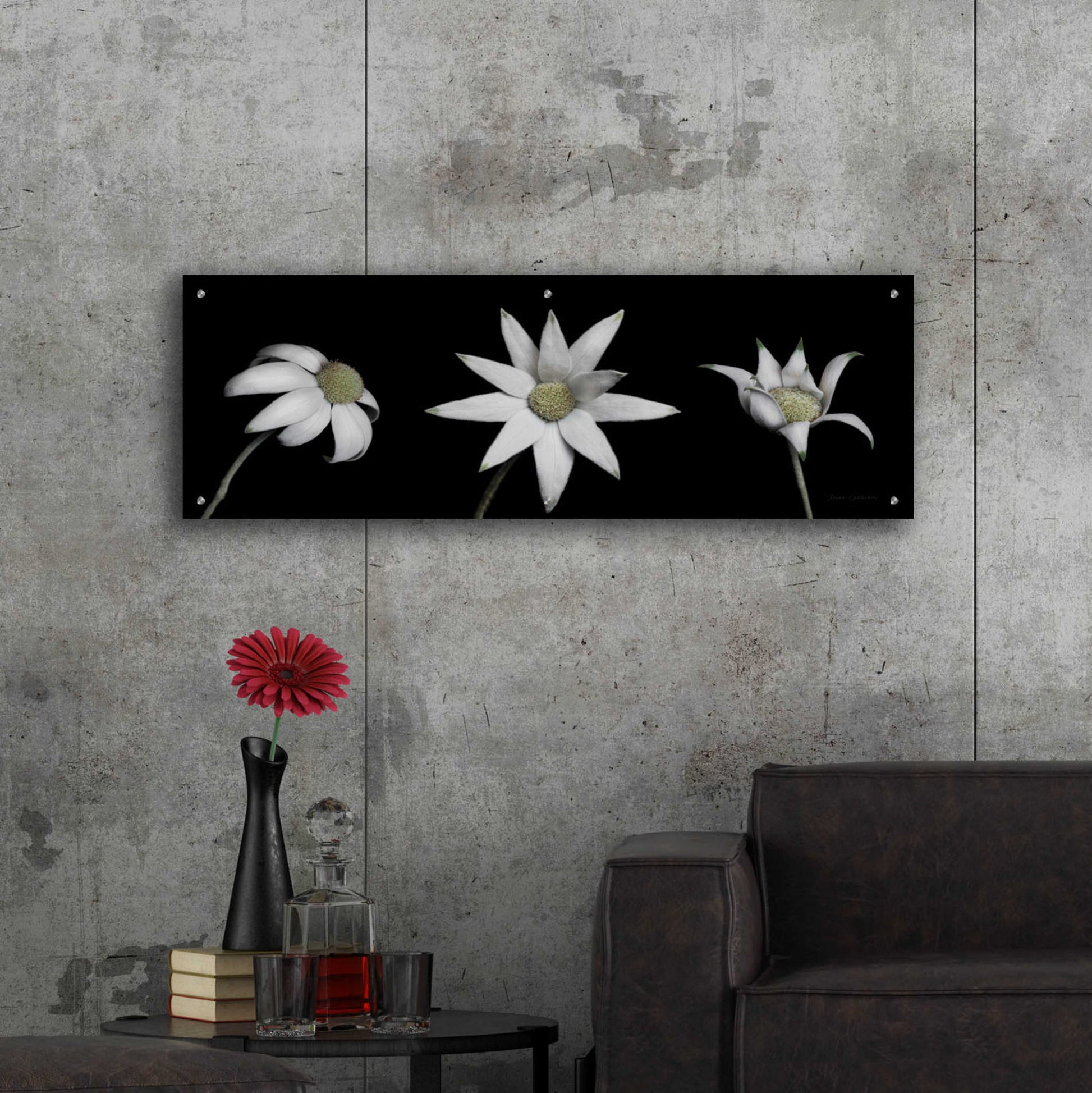 Epic Art 'Flannel Flower Trio' by Elise Catterall, Acrylic Glass Wall Art,48x16