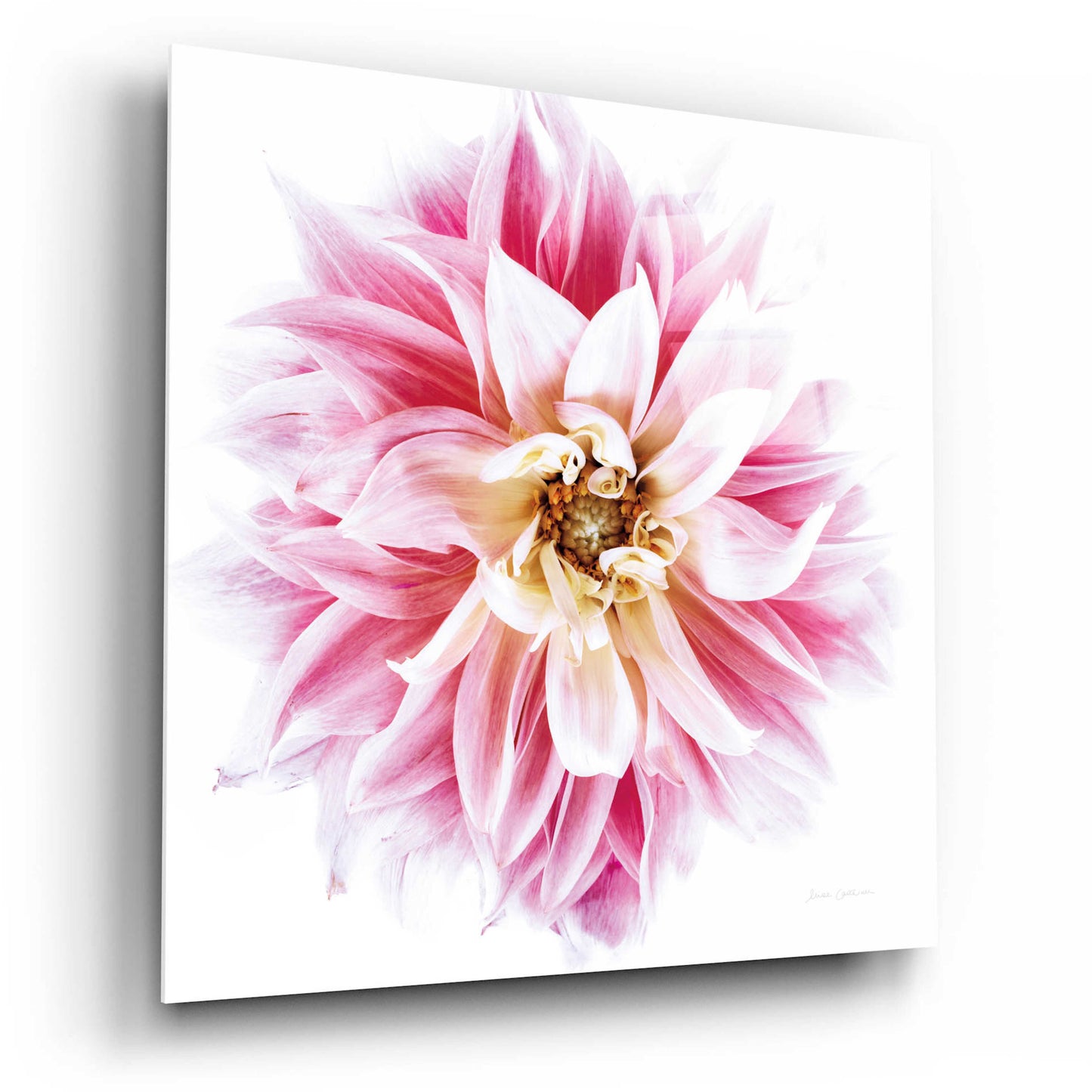 Epic Art 'Pink Dahlia' by Elise Catterall, Acrylic Glass Wall Art,12x12